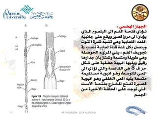 Lecture arthropoda 3 