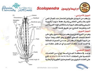 Lecture arthropoda 3 