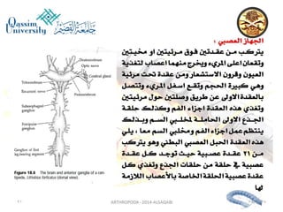 Lecture arthropoda 3 