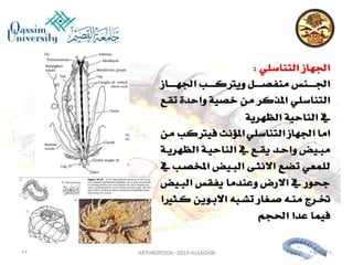Lecture arthropoda 3 