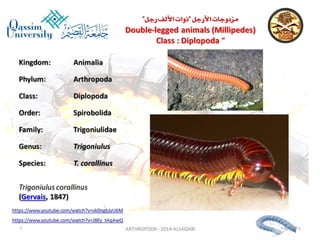 Lecture arthropoda 3 