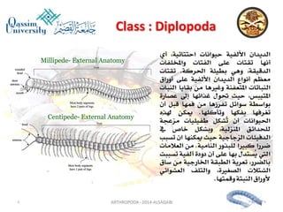 Lecture arthropoda 3 