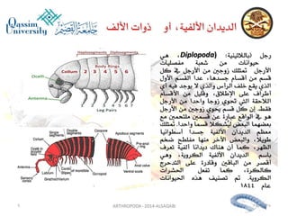 Lecture arthropoda 3 