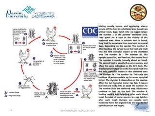 Lecture arthropoda 6 