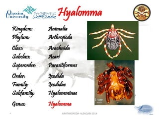 Lecture arthropoda 6 