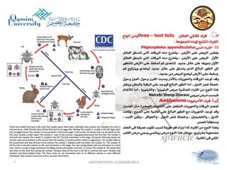 Lecture arthropoda 6 