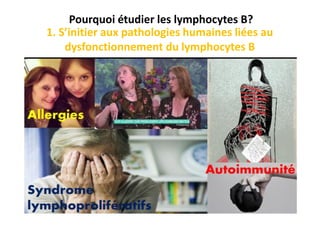 Pourquoi étudier les lymphocytes B?
1. S’initier aux pathologies humaines liées au
dysfonctionnement du lymphocytes B
 