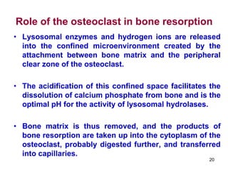Lecture_Bones_Teeth_Makerere University lecture notes | PDF