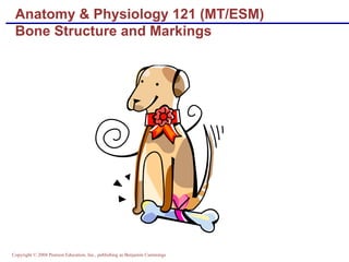 Anatomy & Physiology 121 (MT/ESM) Bone Structure and Markings 