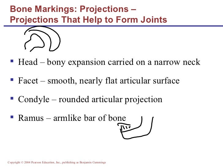 lecture bone structure markings which of the following bone markings helps form joints
