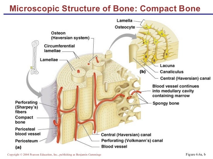 Lecture Bone Structure Markings