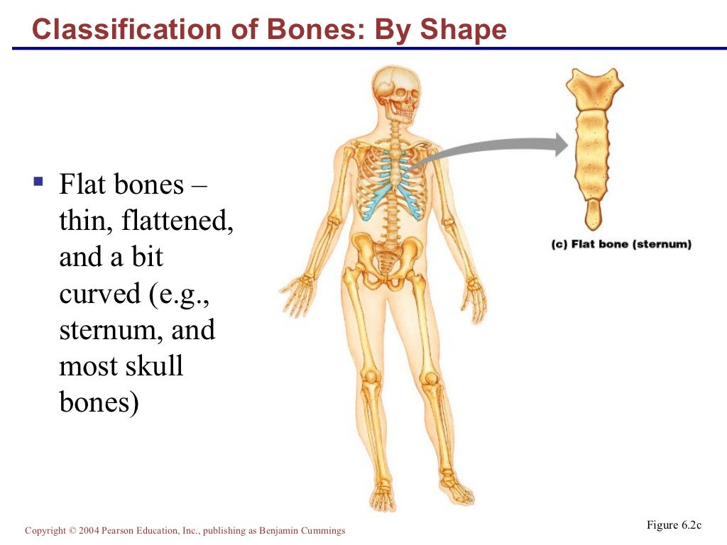 Lecture bone structure & markings