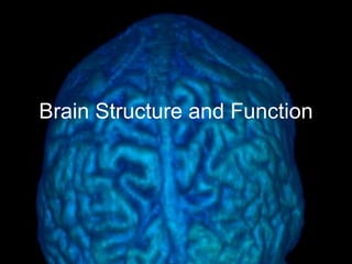 Brain Structure and Function
 