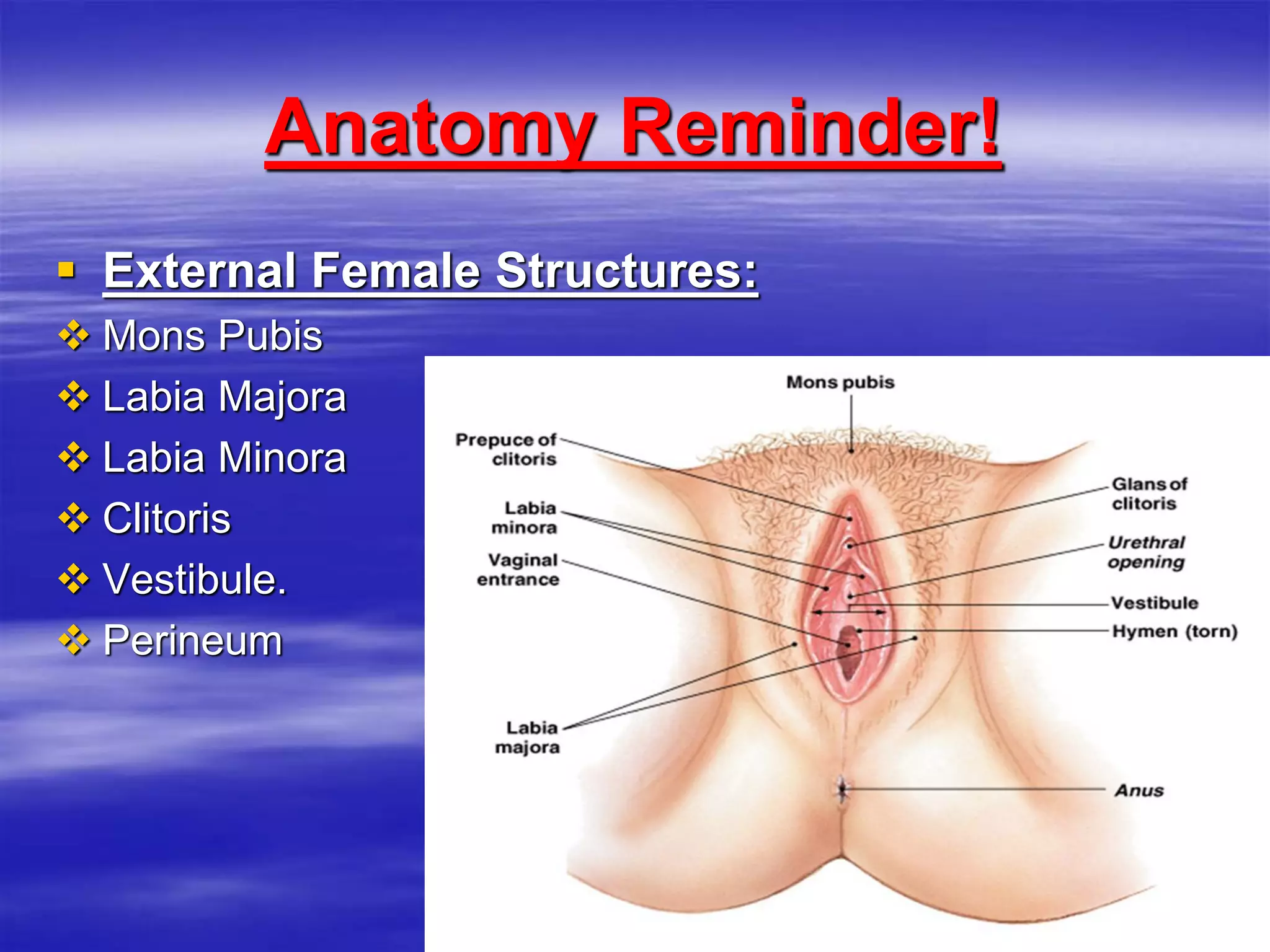 Anatomy Reminder!
 External Female Structures:
 Mons Pubis
 Labia Majora
 Labia Minora
 Clitoris
 Vestibule.
 Perineum
 