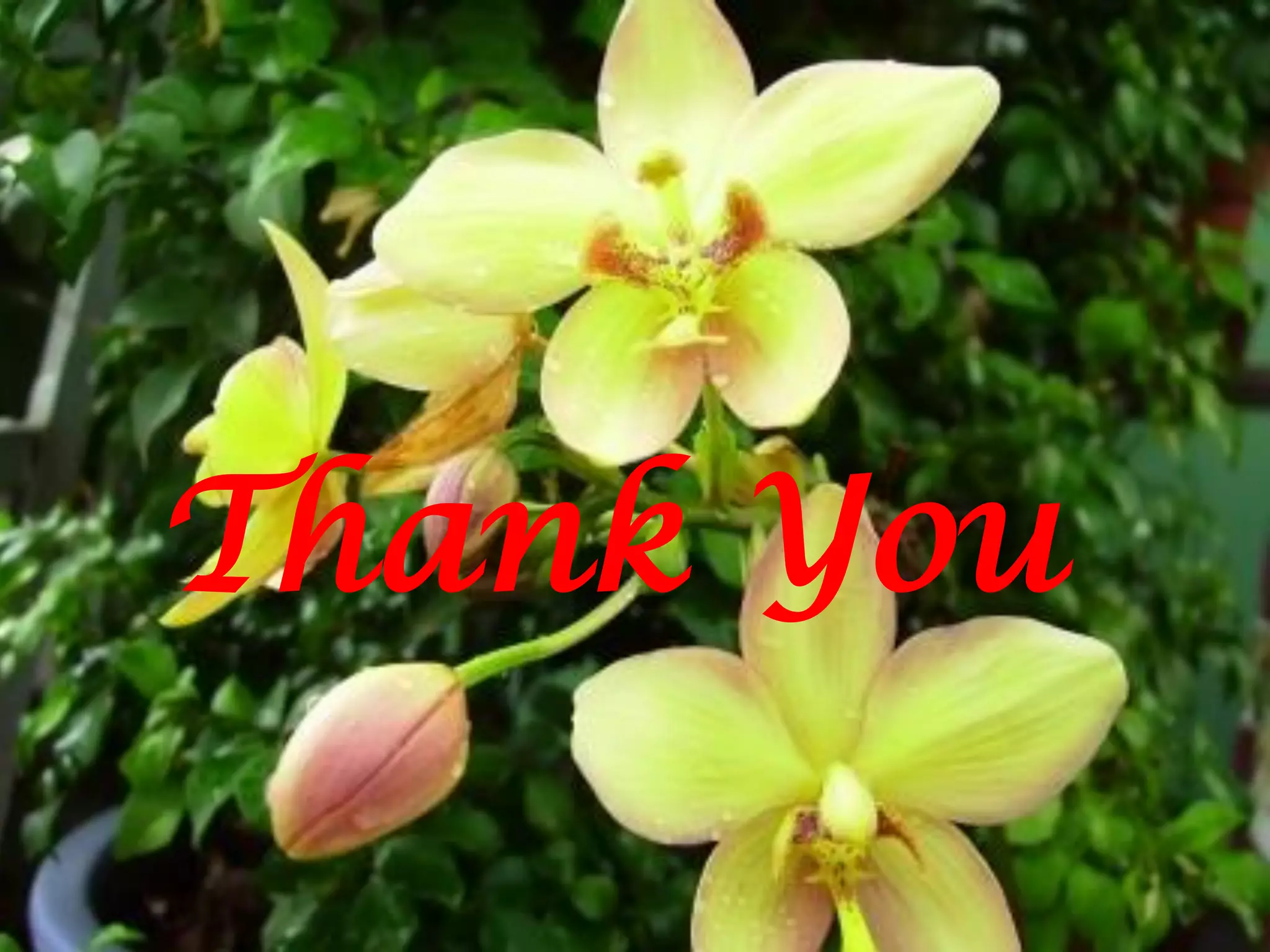 THANK YOU
THANK YOU
Thank You
 