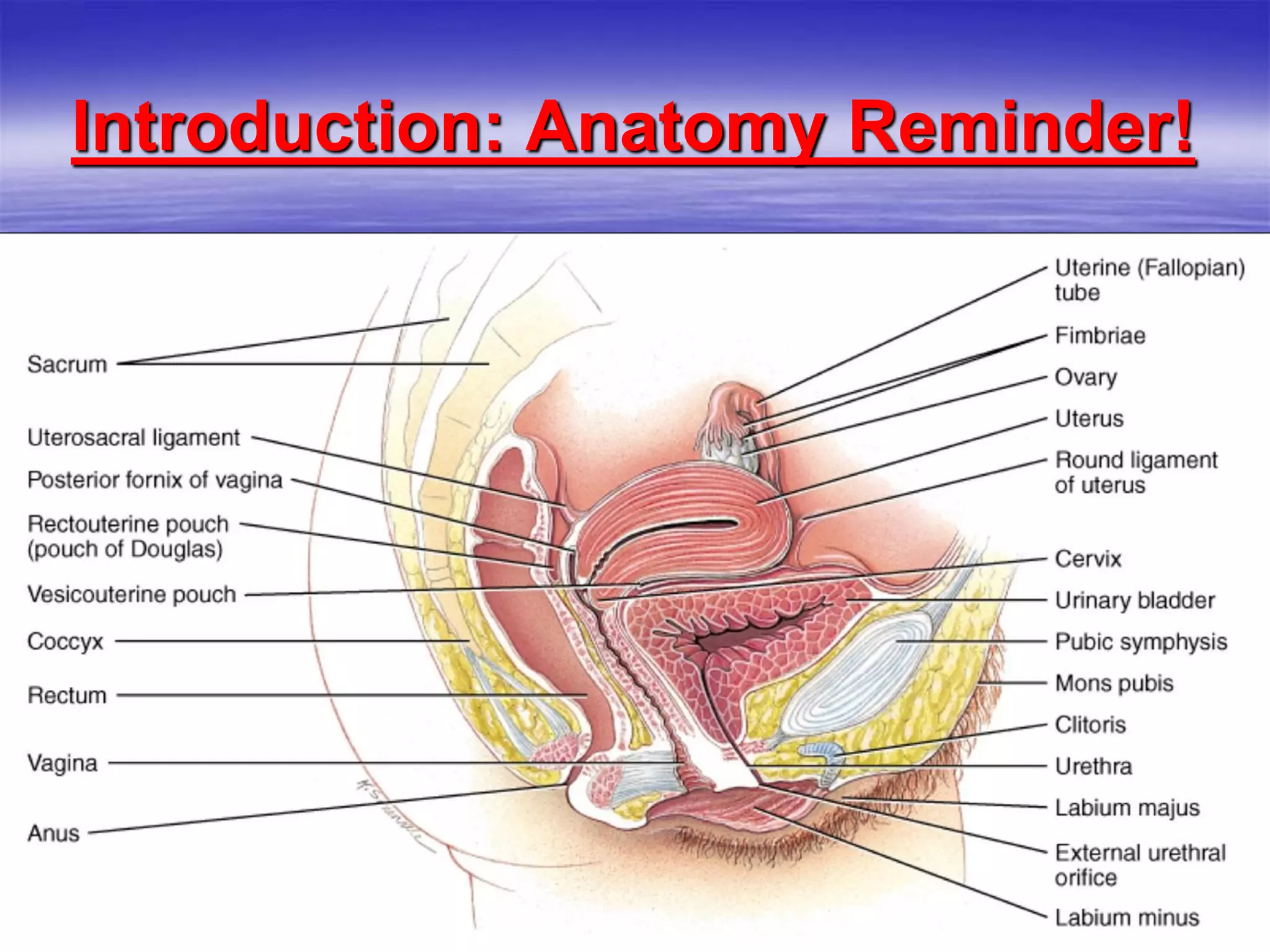 Reminder!Introduction: Anatomy
 
