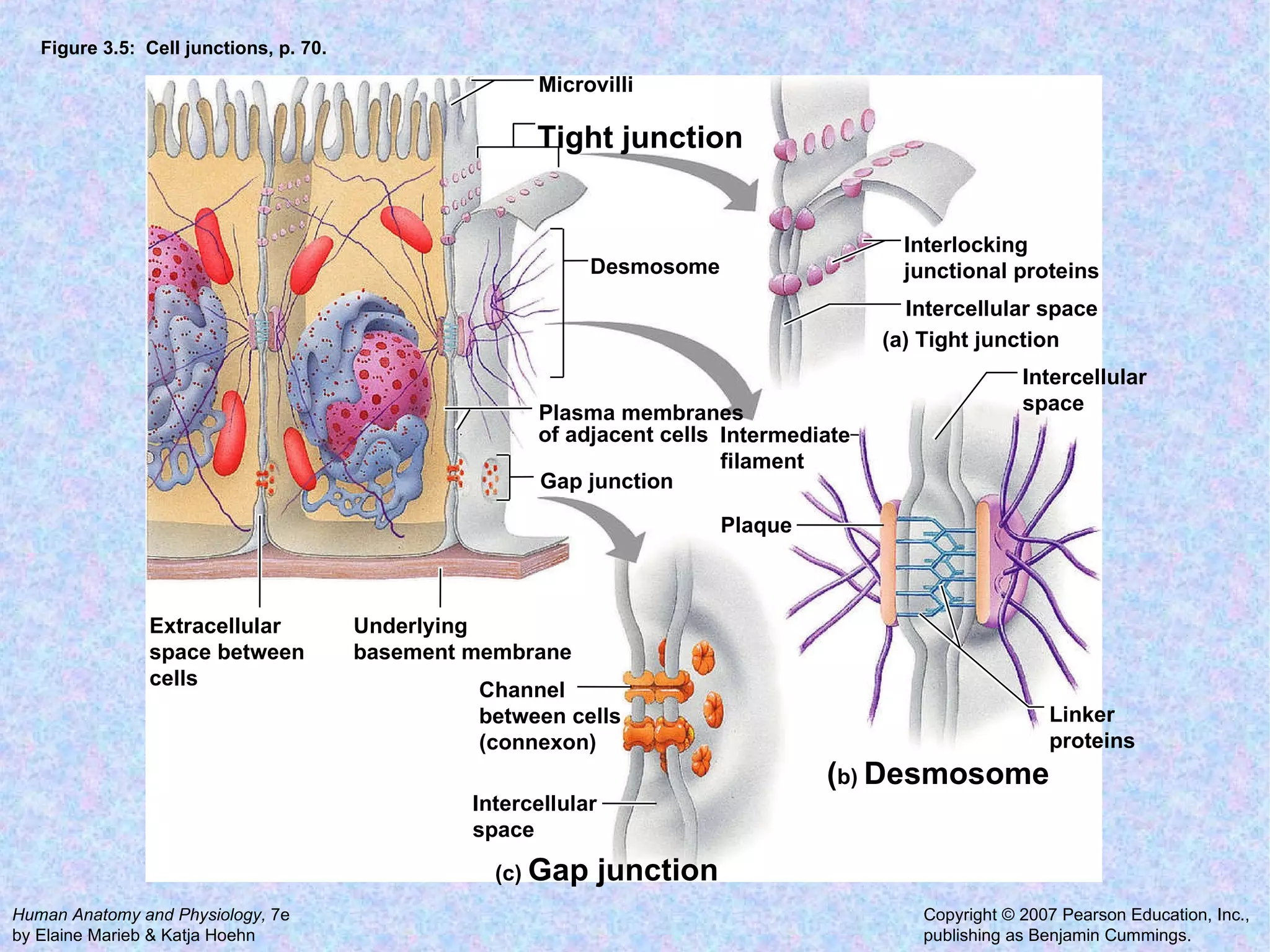 Figure 3.5:  Cell junctions, p. 70. Linker proteins Plaque Intermediate  filament Intercellular  space Intercellular space Interlocking junctional proteins Microvilli Tight junction Plasma membranes of adjacent cells Gap junction Underlying  basement membrane Extracellular  space between  cells Desmosome Intercellular space  Channel between cells (connexon) ( b)  Desmosome (a) Tight junction (c)  Gap junction 