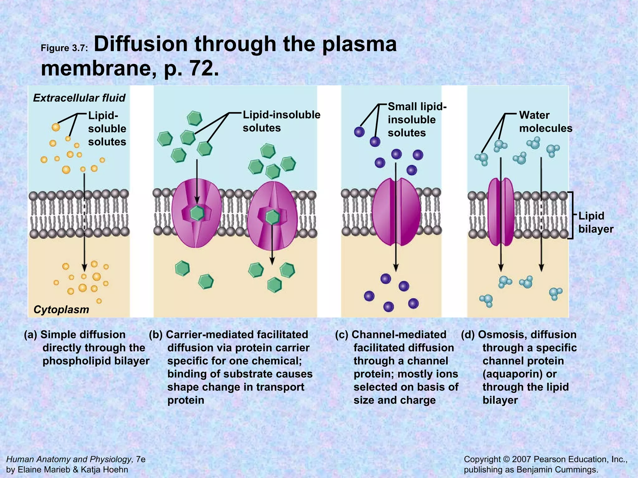 Figure 3.7:  Diffusion through the plasma membrane, p. 72. Extracellular fluid Cytoplasm Lipid- soluble solutes Lipid bilayer Lipid-insoluble solutes Water molecules Small lipid- insoluble solutes (a) Simple diffusion directly through the phospholipid bilayer (c) Channel-mediated facilitated diffusion through a channel protein; mostly ions selected on basis of size and charge  (b) Carrier-mediated facilitated diffusion via protein carrier specific for one chemical;  binding of substrate causes  shape change in transport  protein  (d) Osmosis, diffusion through a specific channel protein (aquaporin) or  through the lipid bilayer 