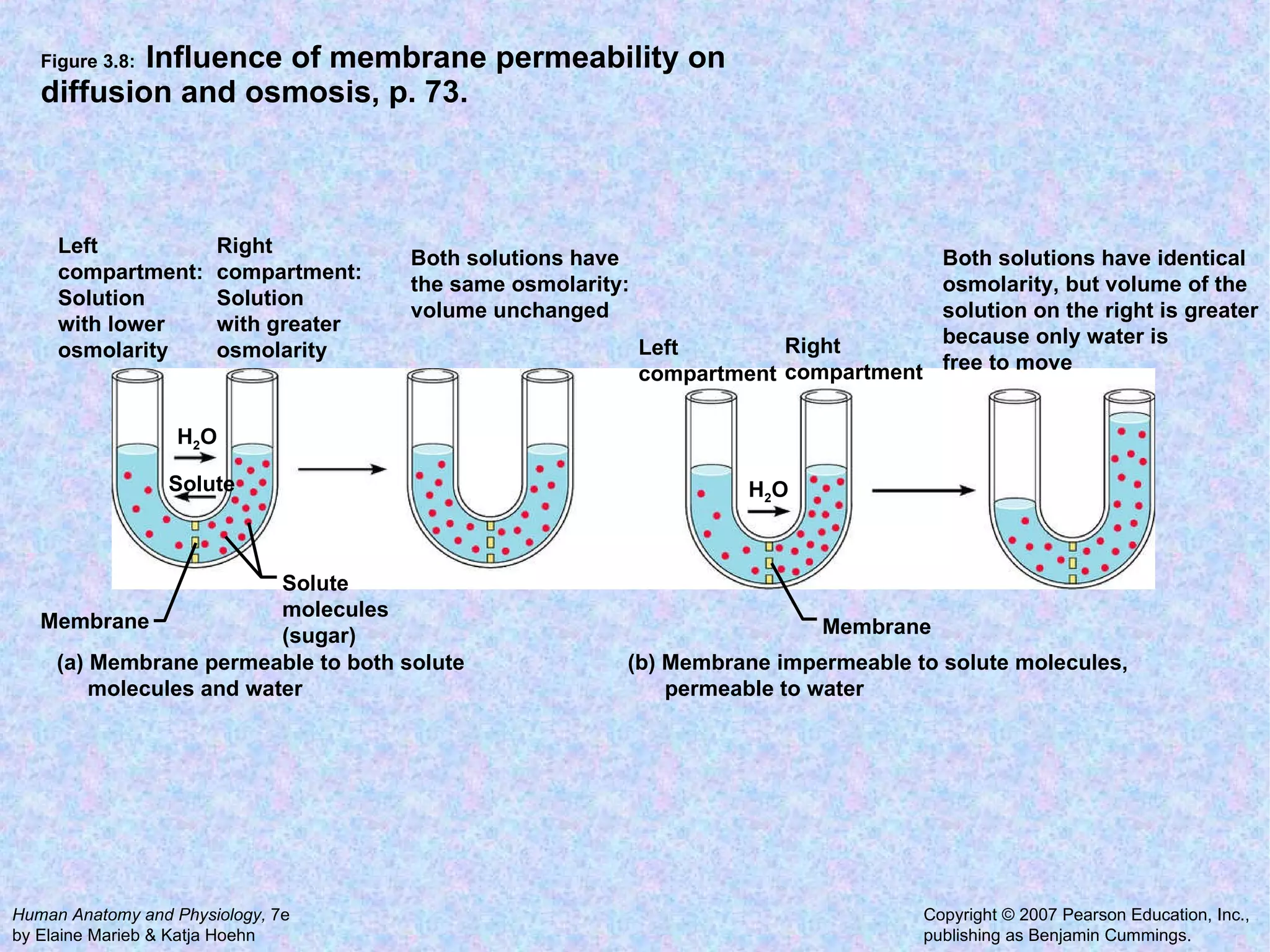 Figure 3.8:  Influence of membrane permeability on diffusion and osmosis, p. 73. Left compartment: Solution with lower osmolarity Membrane Solute molecules (sugar) Right compartment: Solution with greater osmolarity  Both solutions have the same osmolarity: volume unchanged  H 2 O Solute Left compartment Membrane Right compartment Both solutions have identical osmolarity, but volume of the solution on the right is greater because only water is free to move  H 2 O (a) Membrane permeable to both solute molecules and water  (b) Membrane impermeable to solute molecules, permeable to water  