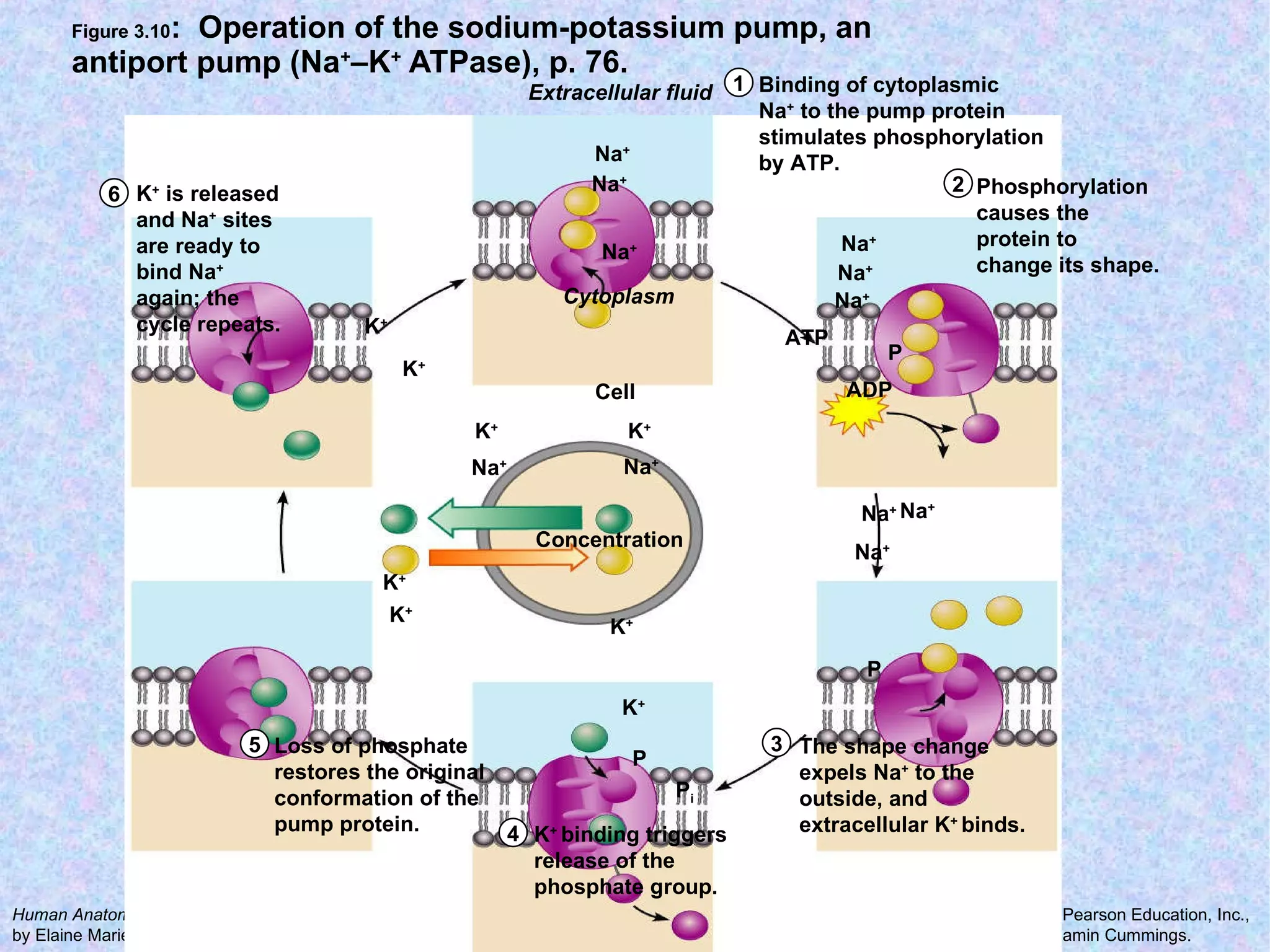 Figure 3.10 :  Operation of the sodium-potassium pump, an antiport pump (Na + –K +  ATPase), p. 76. Cytoplasm Extracellular fluid K +  is released  and Na +  sites  are ready to  bind Na +   again; the  cycle repeats. Cell ADP Phosphorylation  causes the  protein to  change its shape. Concentration  The shape change  expels Na +  to the  outside, and  extracellular K +  binds. Loss of phosphate  restores the original  conformation of the  pump protein. K +  binding triggers  release of the  phosphate group. Binding of cytoplasmic  Na +  to the pump protein stimulates phosphorylation  by ATP. Na + Na + Na + K + K + Na + Na + K + K + K + K + Na + Na + Na + ATP P P Na + Na + Na + K + K + P P i 1 2 3 4 5 6 