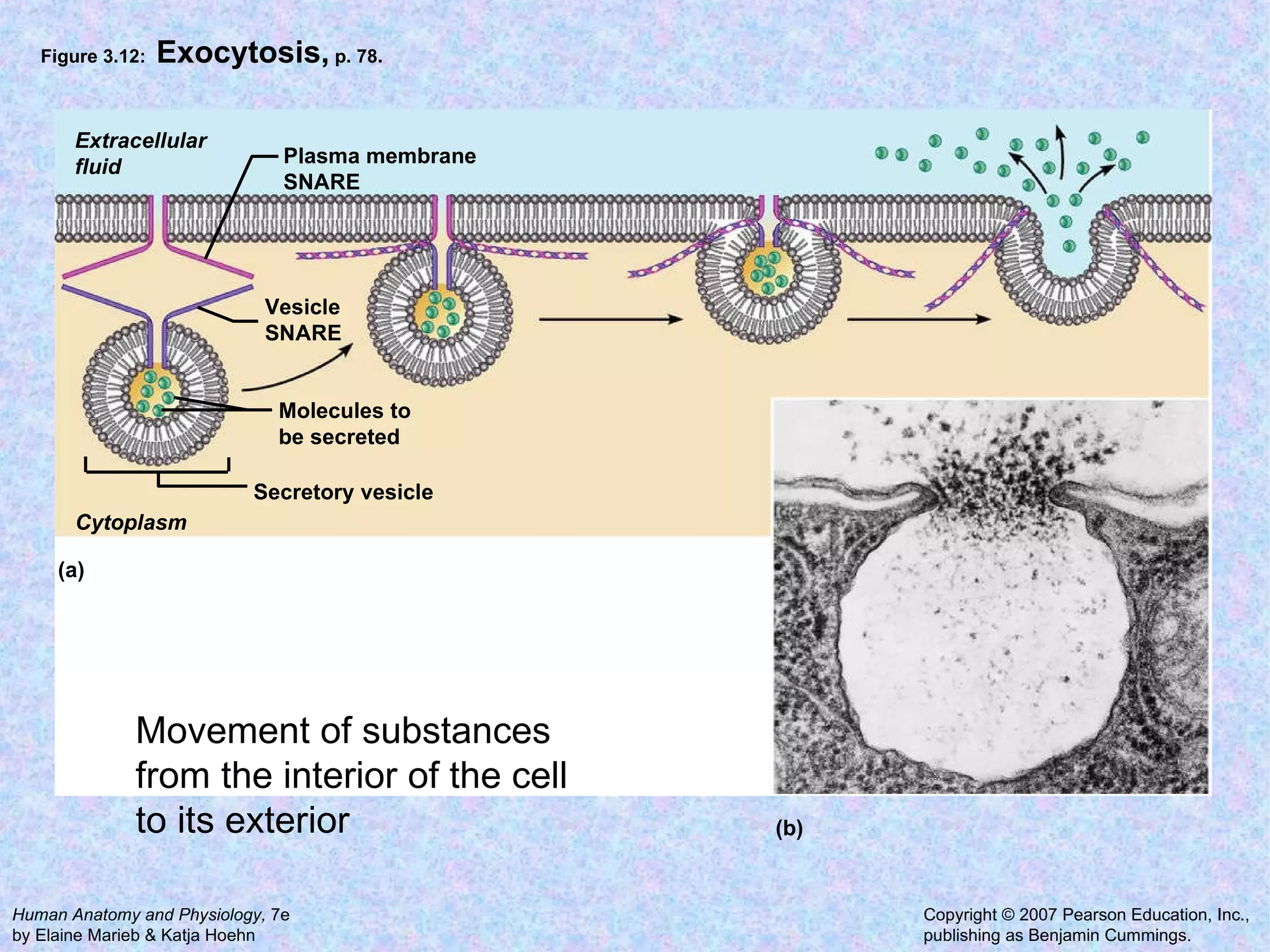 Figure 3.12:  Exocytosis,  p. 78. Extracellular fluid Cytoplasm Molecules to be secreted  Vesicle SNARE Plasma membrane SNARE Secretory vesicle (a) (b) Movement of substances from the interior of the cell to its exterior 