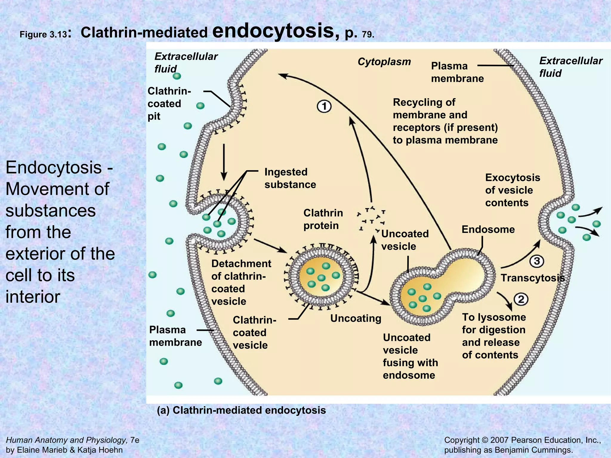 Figure 3.13 :  Clathrin-mediated  endocytosis,  p.  79. Endocytosis - Movement of substances from the exterior of the cell to its interior Recycling of membrane and receptors (if present) to plasma membrane Cytoplasm Extracellular  fluid Extracellular fluid Plasma membrane Detachment of clathrin- coated vesicle Clathrin- coated vesicle Uncoating Uncoated vesicle Uncoated vesicle fusing with endosome To lysosome for digestion and release of contents Transcytosis Endosome Exocytosis of vesicle contents Clathrin- coated pit Plasma membrane Ingested substance Clathrin protein (a) Clathrin-mediated endocytosis 