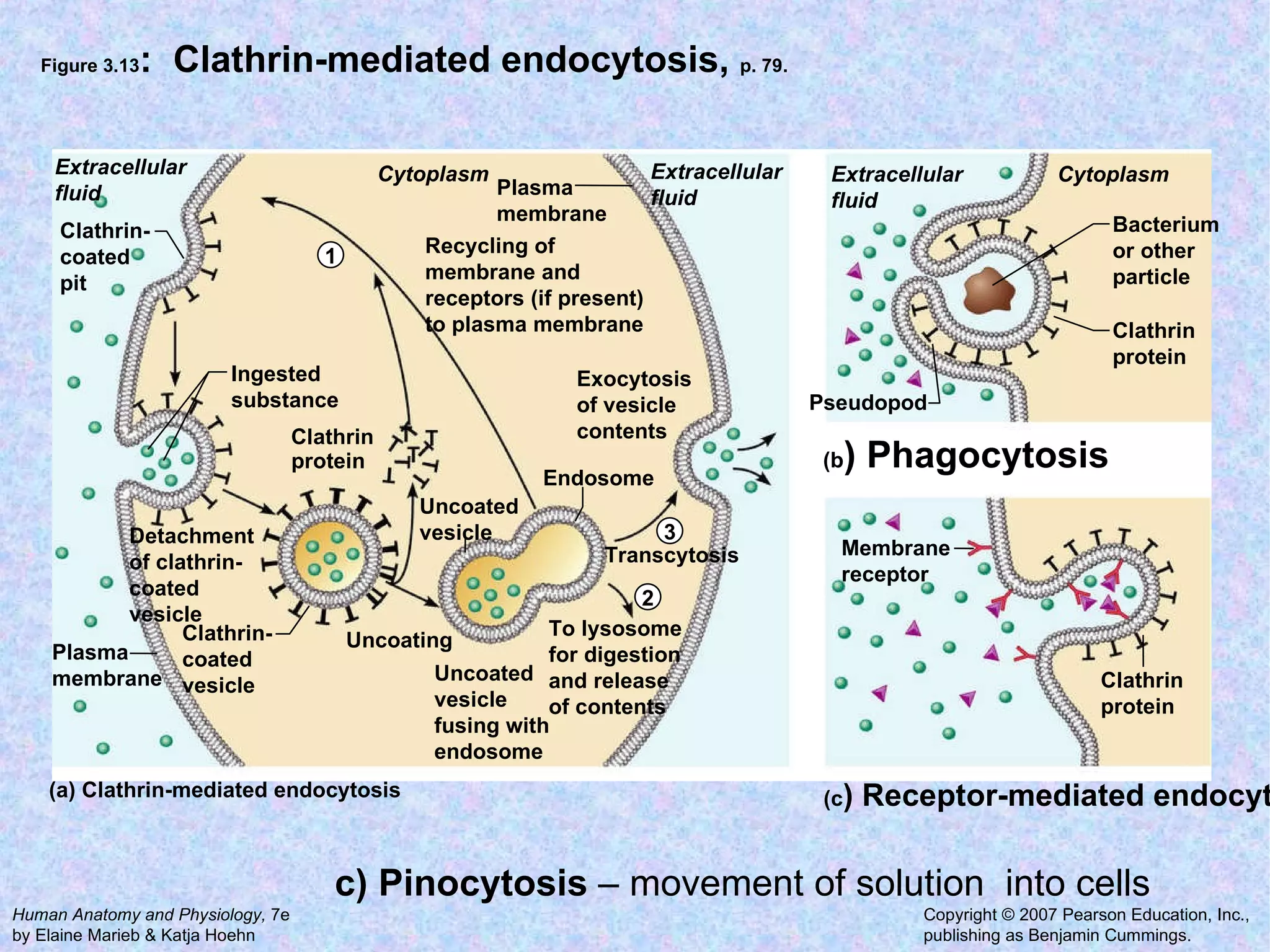 Figure 3.13 :  Clathrin-mediated endocytosis,  p. 79. Recycling of membrane and receptors (if present) to plasma membrane Cytoplasm Extracellular  fluid Extracellular fluid Plasma membrane Detachment of clathrin- coated vesicle Clathrin- coated vesicle Uncoating Uncoated vesicle Uncoated vesicle fusing with endosome To lysosome for digestion and release of contents Transcytosis Endosome Exocytosis of vesicle contents Clathrin- coated pit Plasma membrane Ingested substance Clathrin protein (c ) Receptor-mediated endocytosis Extracellular fluid Cytoplasm Bacterium or other particle Pseudopod Clathrin protein (b ) Phagocytosis Clathrin protein Membrane receptor (a) Clathrin-mediated endocytosis 1 3 2 c) Pinocytosis  – movement of solution  into cells 