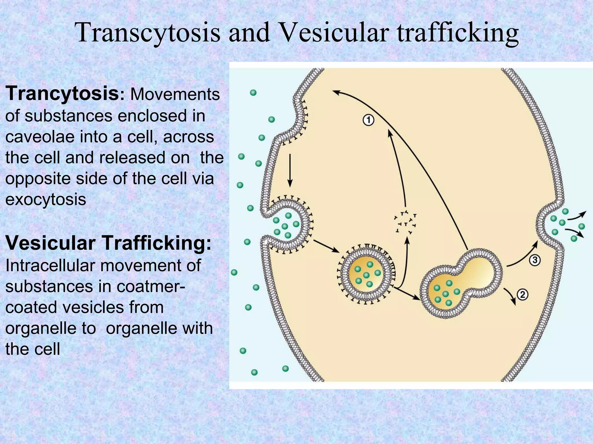 Transcytosis and Vesicular trafficking Trancytosis :  Movements of substances enclosed in caveolae into a cell, across the cell and released on  the opposite side of the cell via exocytosis Vesicular Trafficking:  Intracellular movement of substances in coatmer- coated vesicles from organelle to  organelle with the cell  