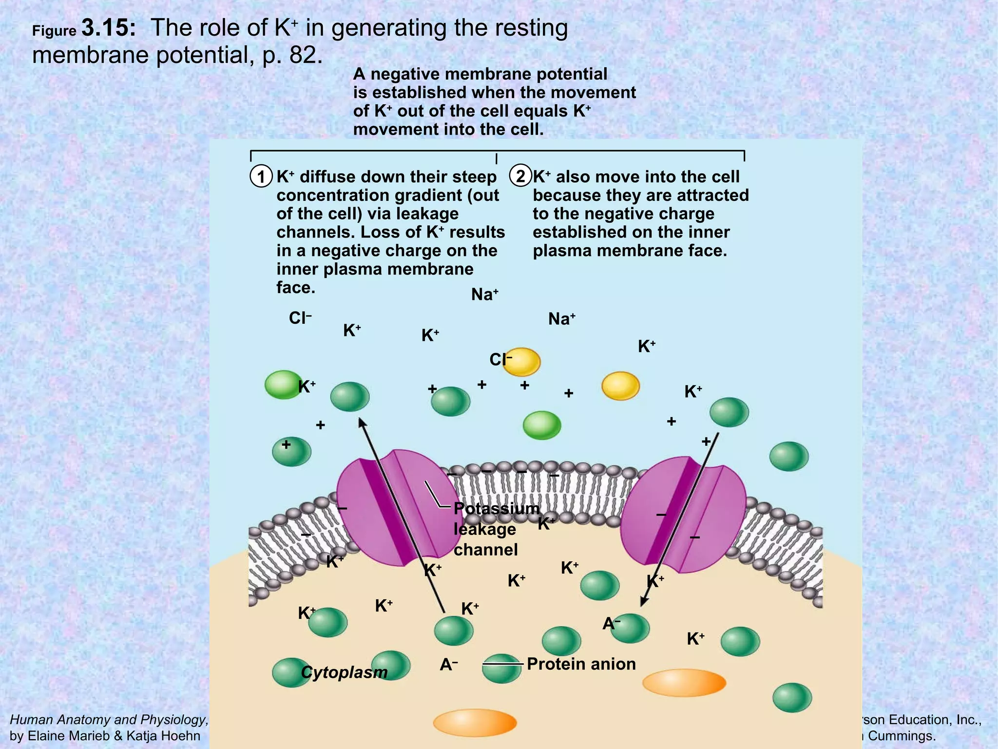 Figure  3.15:  The role of K +  in generating the resting membrane potential, p. 82. Potassium leakage channel Protein anion Cytoplasm K +  diffuse down their steep concentration gradient (out of the cell) via leakage channels. Loss of K +  results in a negative charge on the inner plasma membrane face. A negative membrane potential is established when the movement of K +  out of the cell equals K + movement into the cell. K +  also move into the cell because they are attracted to the negative charge established on the inner plasma membrane face. + – – – – – – – – + + + + + + + Na + Na + K + K + K + K + K + K + K + K + K + K + K + K + A – A – K + K + K + Cl – Cl – 1 2 