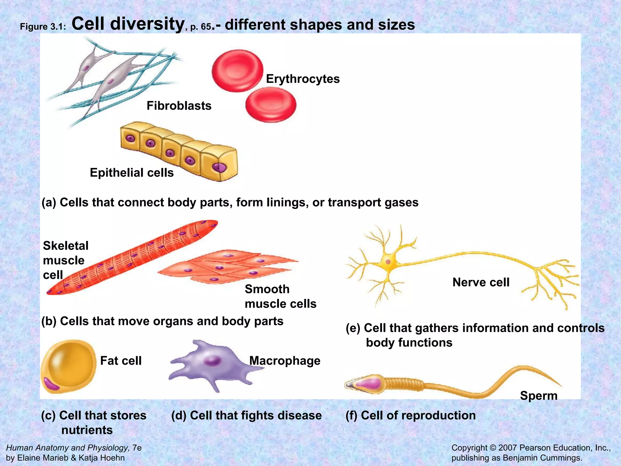 Figure 3.1:  Cell diversity , p. 65 .- different shapes and sizes Fibroblasts Erythrocytes Epithelial cells Macrophage Nerve cell Fat cell Sperm Skeletal muscle cell Smooth muscle cells (a) Cells that connect body parts, form linings, or transport gases (c) Cell that stores nutrients (b) Cells that move organs and body parts (d) Cell that fights disease (e) Cell that gathers information and controls body functions (f) Cell of reproduction 