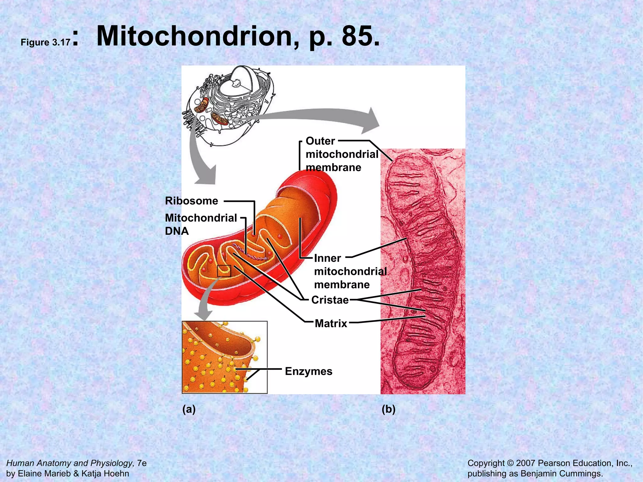 Figure 3.17 :  Mitochondrion, p. 85. Enzymes Matrix Cristae Mitochondrial DNA  Ribosome Outer mitochondrial  membrane Inner mitochondrial membrane (a) (b) 
