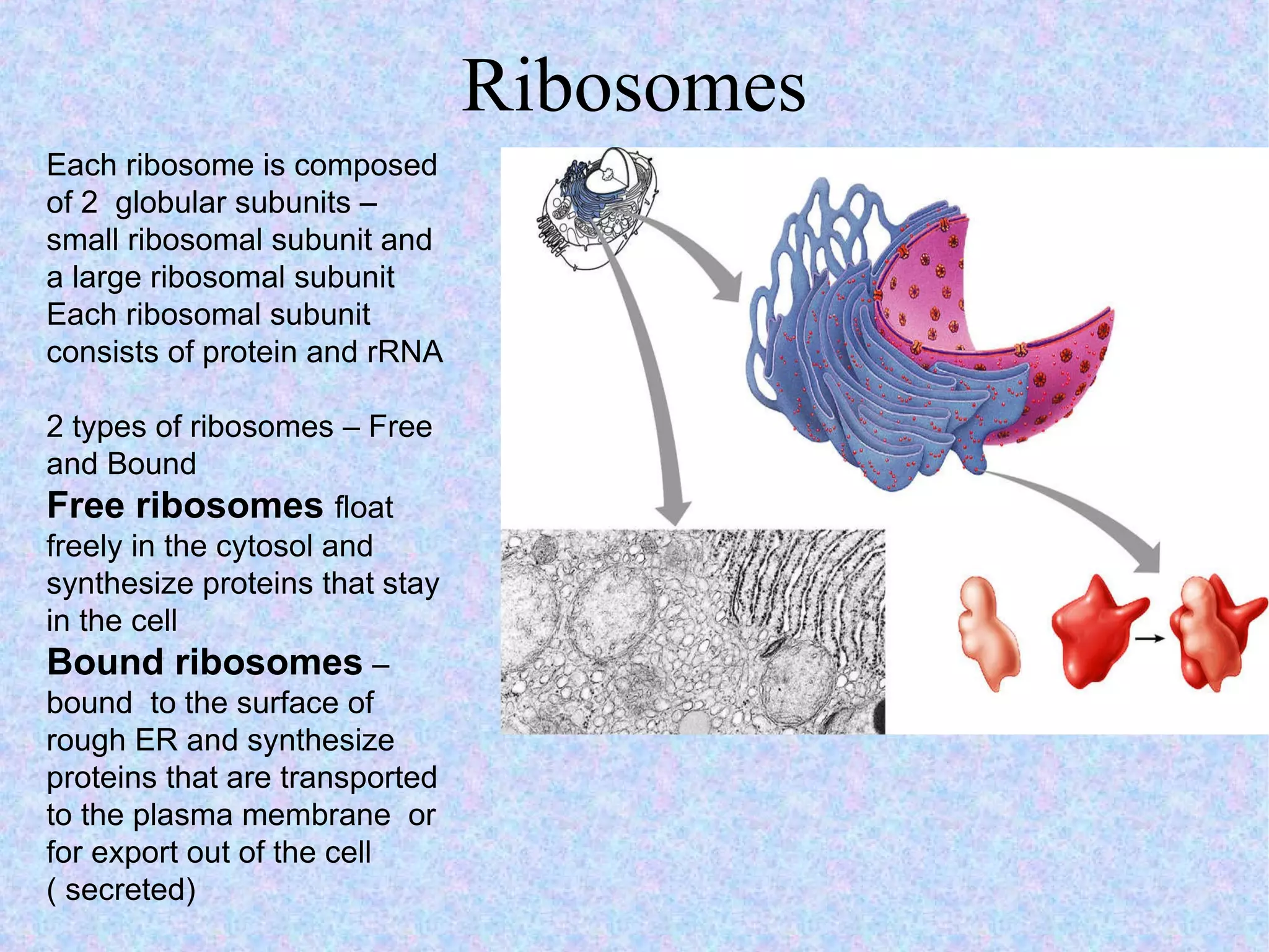 Ribosomes Each ribosome is composed of 2  globular subunits – small ribosomal subunit and a large ribosomal subunit Each ribosomal subunit consists of protein and rRNA 2 types of ribosomes – Free and Bound Free ribosomes  float freely in the cytosol and synthesize proteins that stay in the cell Bound ribosomes   – bound  to the surface of  rough ER and synthesize proteins that are transported to the plasma membrane  or for export out of the cell ( secreted) 