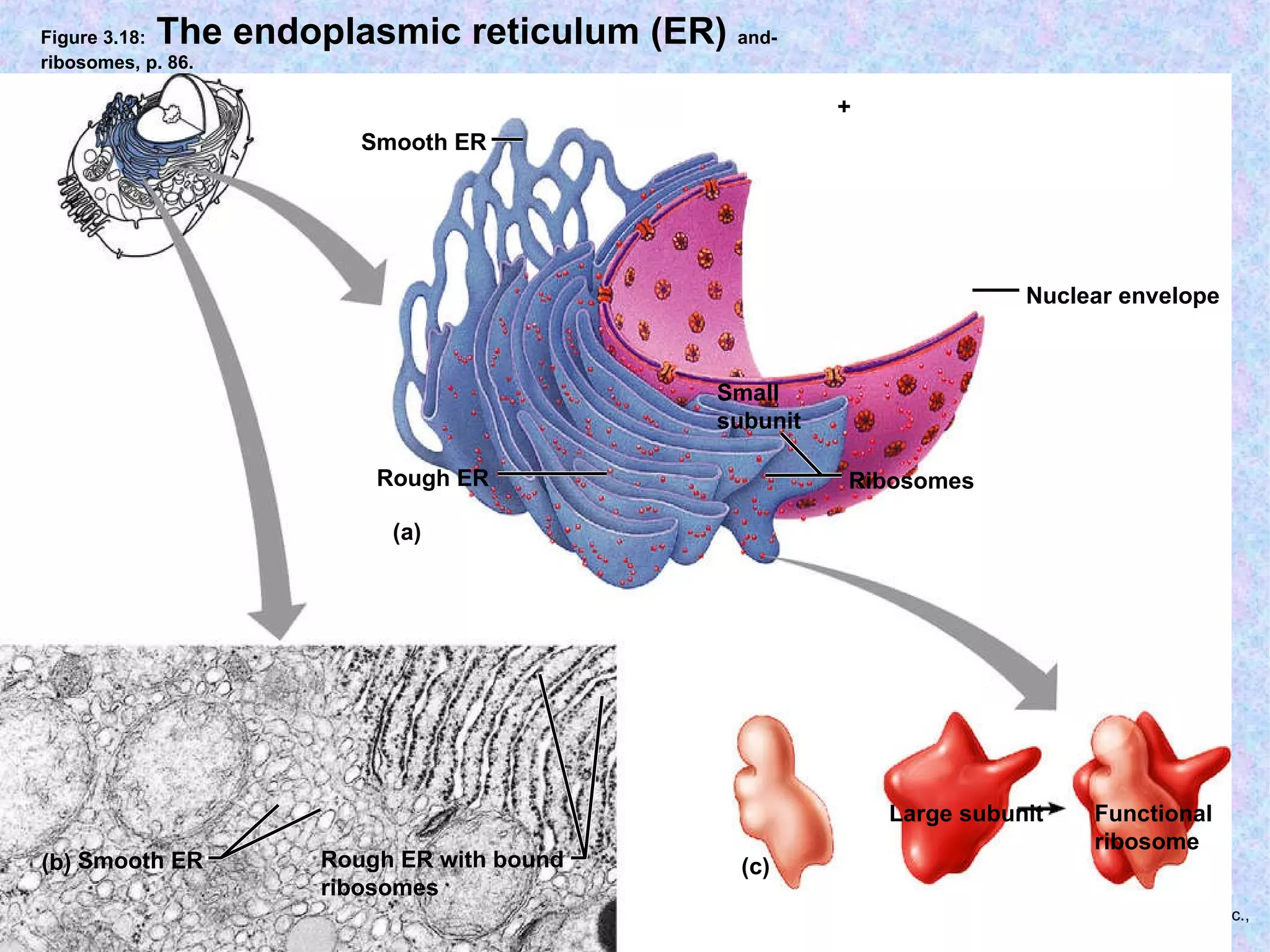 Figure 3.18:  The endoplasmic reticulum (ER)  and-  ribosomes, p. 86. Nuclear envelope Ribosomes Rough ER Smooth ER Smooth ER Rough ER with bound ribosomes  Large subunit Small subunit Functional ribosome + (a) (b) (c) 