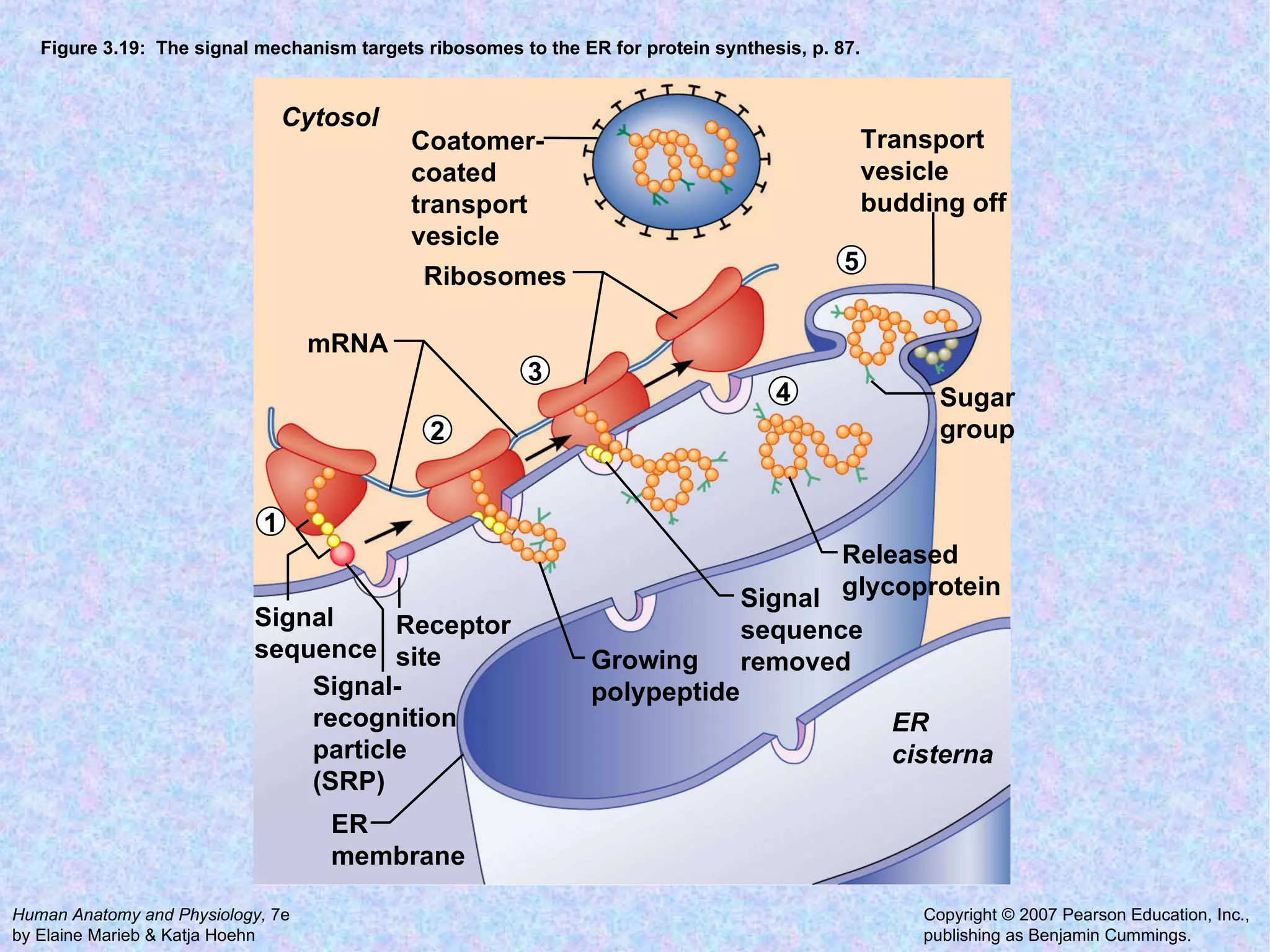 Figure 3.19:  The signal mechanism targets ribosomes to the ER for protein synthesis, p. 87. Cytosol Ribosomes mRNA Coatomer- coated transport vesicle Transport vesicle budding off Released glycoprotein ER cisterna ER membrane Signal- recognition particle (SRP) Signal sequence Receptor site Sugar group Signal sequence removed Growing polypeptide 1 2 3 4 5 