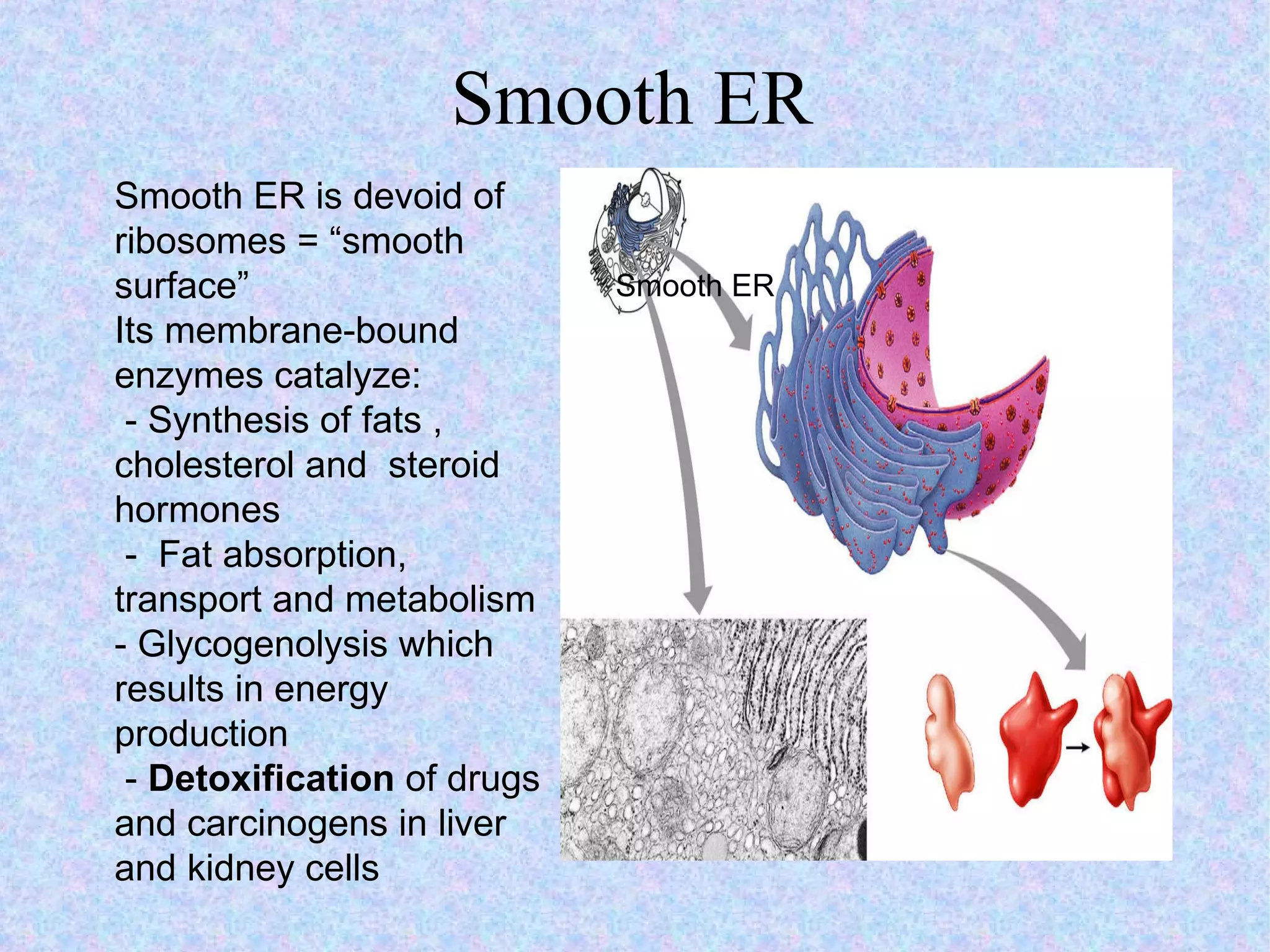 Smooth ER Smooth ER Smooth ER is devoid of ribosomes = “smooth surface” Its membrane-bound enzymes catalyze: - Synthesis of fats , cholesterol and  steroid hormones -  Fat absorption, transport and metabolism - Glycogenolysis which results in energy production  -  Detoxification  of drugs and carcinogens in liver and kidney cells 