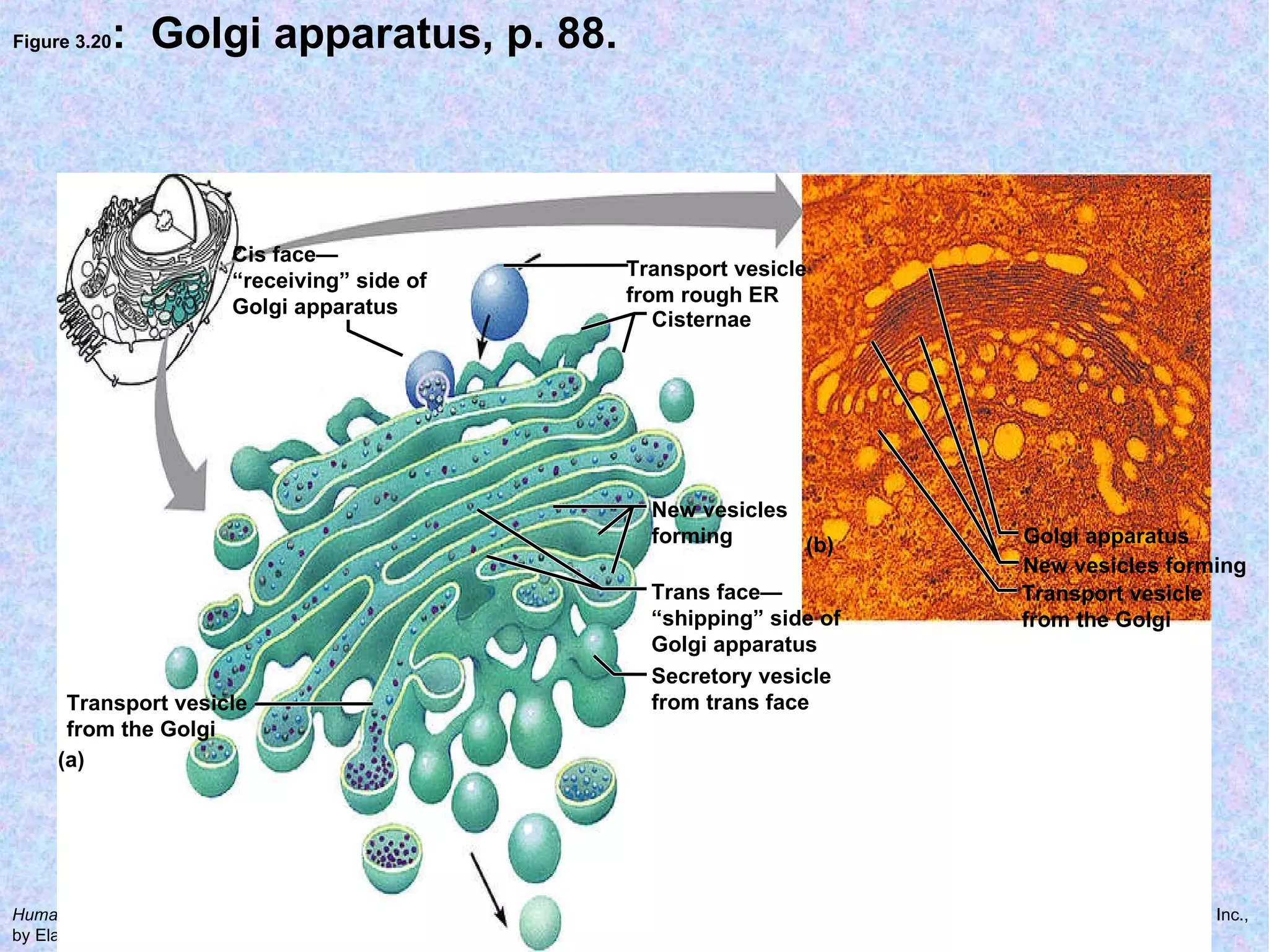 Figure 3.20 :  Golgi apparatus, p. 88. Cis face— “ receiving” side of Golgi apparatus Transport vesicle from the Golgi Transport vesicle from the Golgi  Secretory vesicle from trans face Trans face— “ shipping” side of Golgi apparatus New vesicles forming New vesicles forming Cisternae Transport vesicle from rough ER Golgi apparatus (a) (b) 