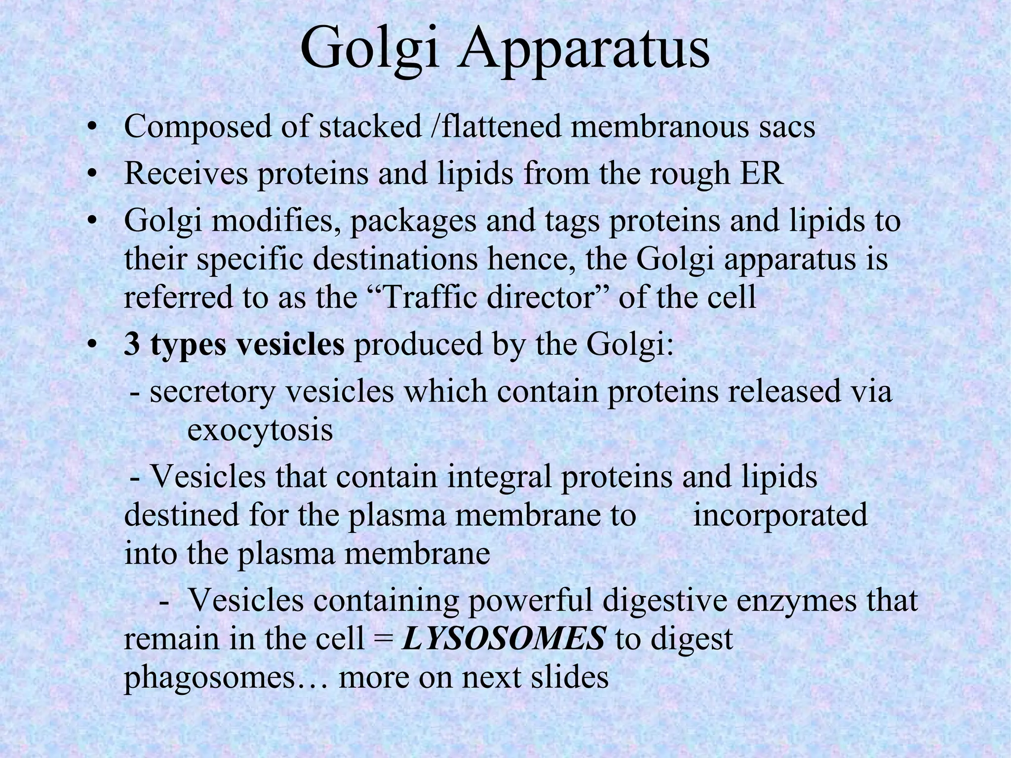 Golgi Apparatus Composed of stacked /flattened membranous sacs Receives proteins and lipids from the rough ER  Golgi modifies, packages and tags proteins and lipids to their specific destinations hence, the Golgi apparatus is referred to as the “Traffic director” of the cell 3 types vesicles  produced by the Golgi:  - secretory vesicles which contain proteins released via  exocytosis  - Vesicles that contain integral proteins and lipids  destined for the plasma membrane to  incorporated into the plasma membrane   -  Vesicles containing powerful digestive enzymes that remain in the cell =  LYSOSOMES  to digest phagosomes… more on next slides 
