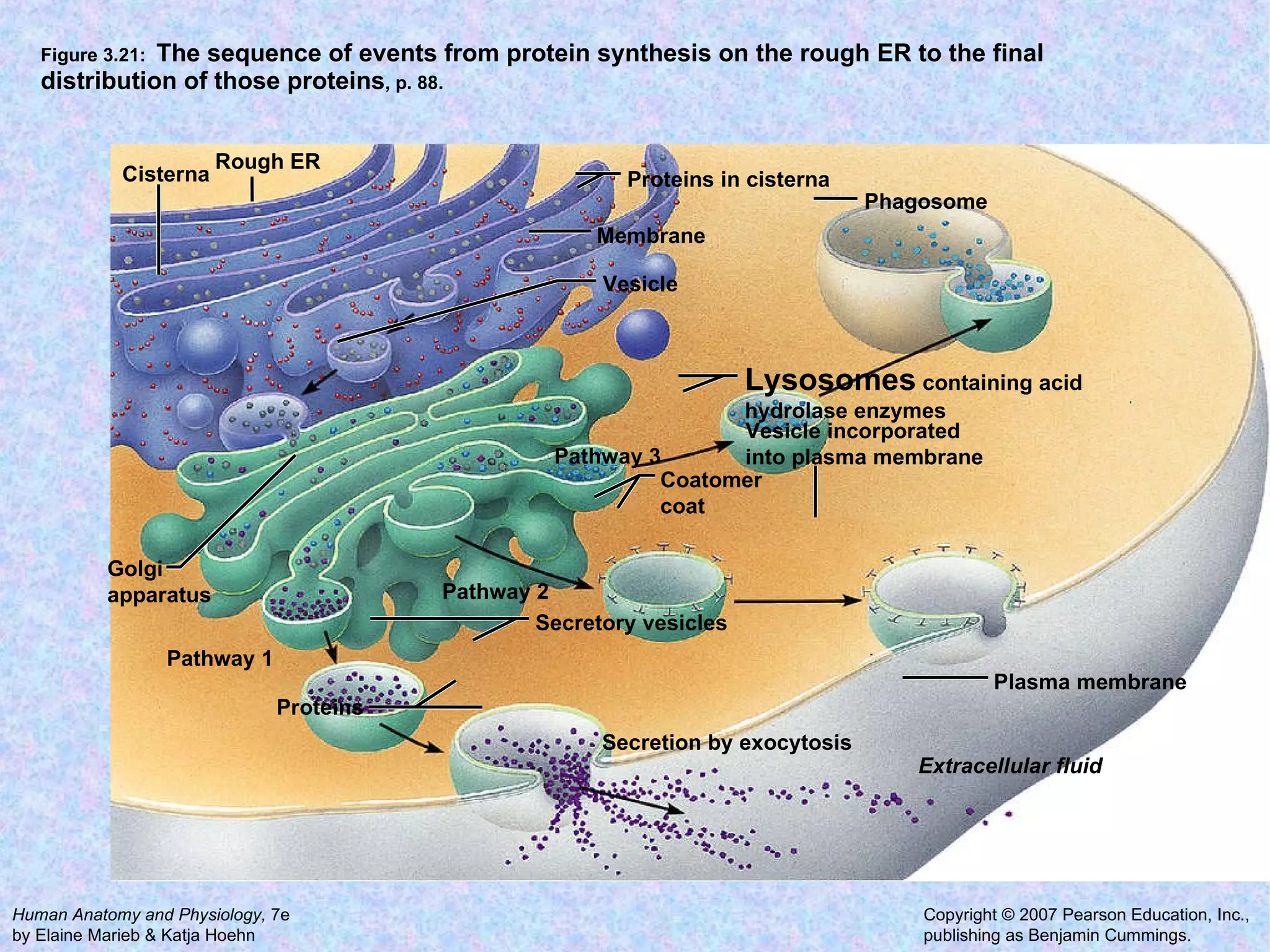 Figure 3.21:  The sequence of events from protein synthesis on the rough ER to the final distribution of those proteins , p. 88. Secretion by exocytosis Extracellular fluid Plasma membrane Vesicle incorporated into plasma membrane Coatomer coat Lysosomes  containing acid hydrolase enzymes Phagosome Proteins in cisterna Membrane Vesicle Pathway 3 Pathway 2 Secretory vesicles Proteins Pathway 1 Golgi  apparatus Cisterna Rough ER 