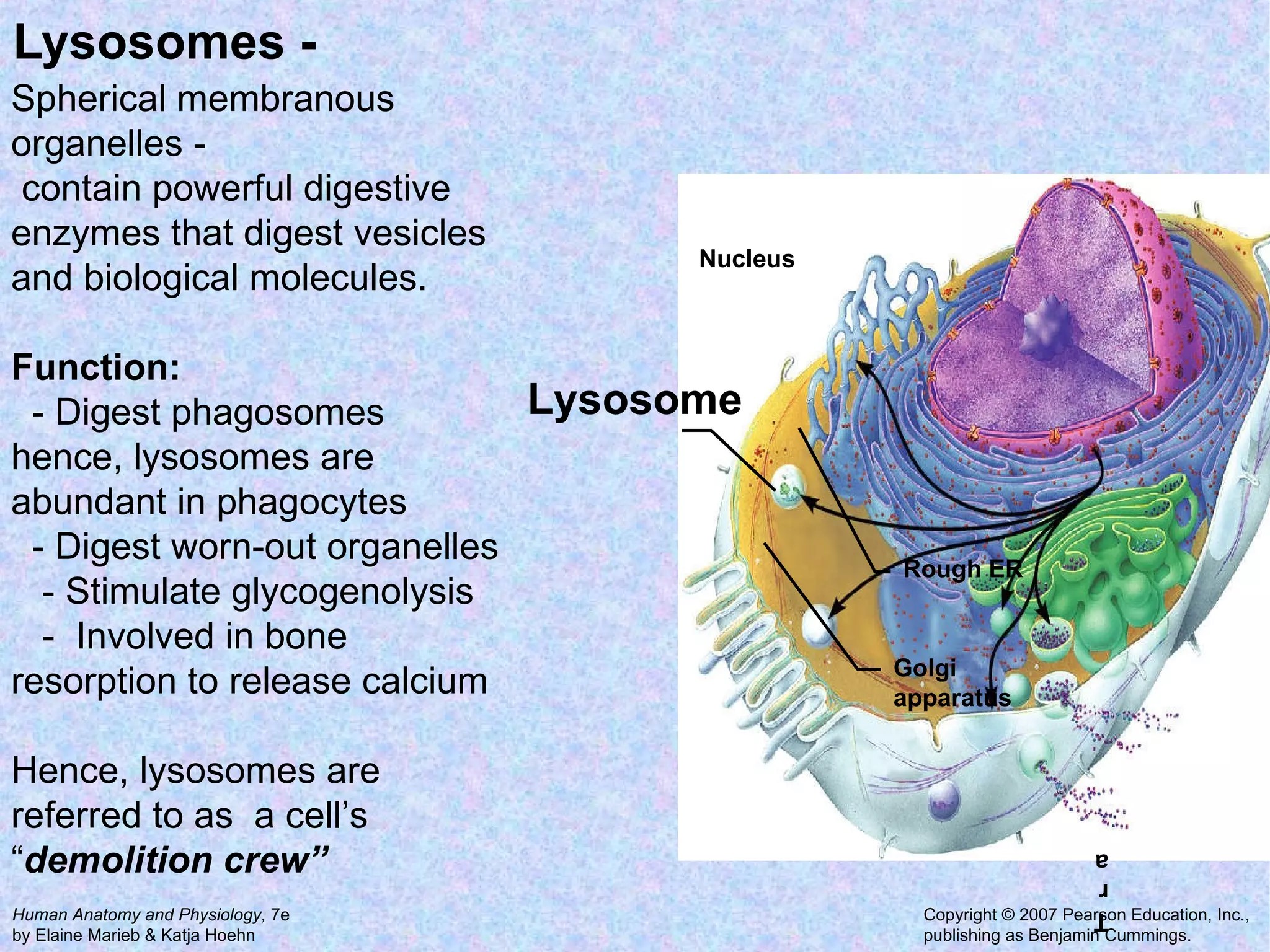 Lysosomes -  Golgi apparatus Lysosome Rough ER Tra Nucleus Spherical membranous organelles -  contain powerful digestive enzymes that digest vesicles and biological molecules.  Function: - Digest phagosomes hence, lysosomes are abundant in phagocytes - Digest worn-out organelles - Stimulate glycogenolysis -  Involved in bone resorption to release calcium Hence, lysosomes are referred to as  a cell’s “ demolition crew” 