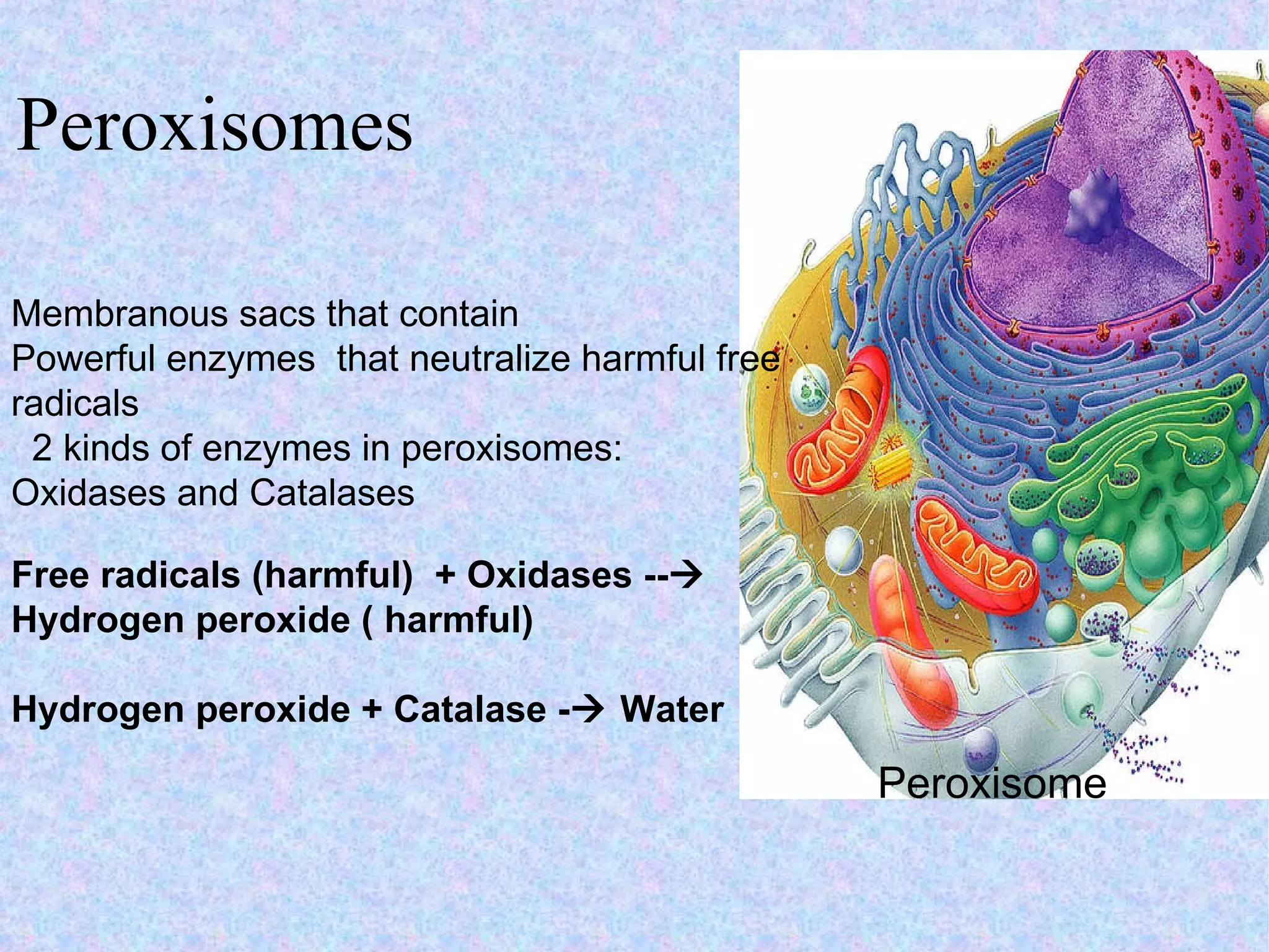Peroxisomes Peroxisome Membranous sacs that contain  Powerful enzymes  that neutralize harmful free radicals 2 kinds of enzymes in peroxisomes: Oxidases and Catalases Free radicals (harmful)  + Oxidases --   Hydrogen peroxide ( harmful) Hydrogen peroxide + Catalase -   Water 