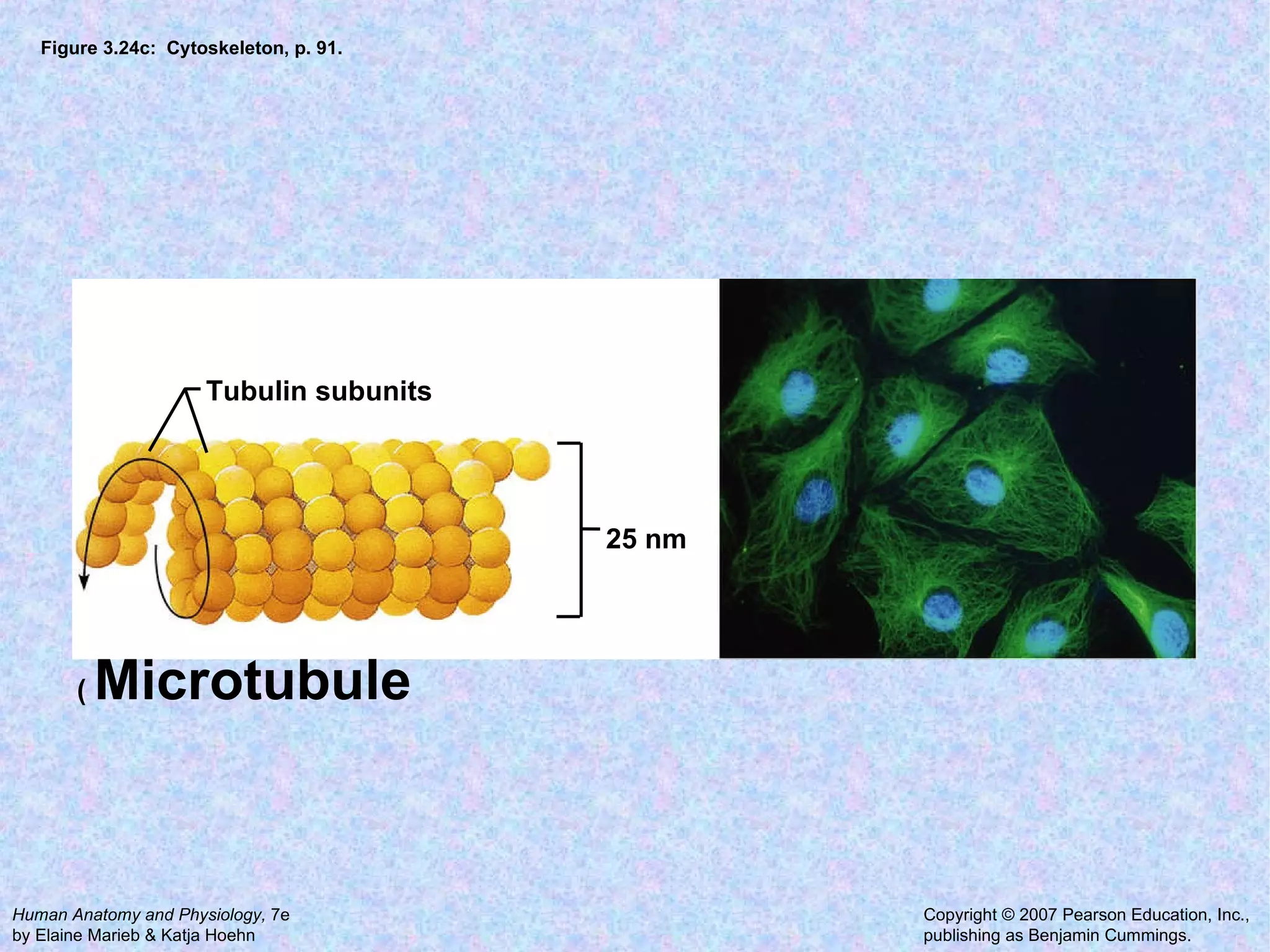 Figure 3.24c:  Cytoskeleton, p. 91. Tubulin subunits 25 nm (  Microtubule 