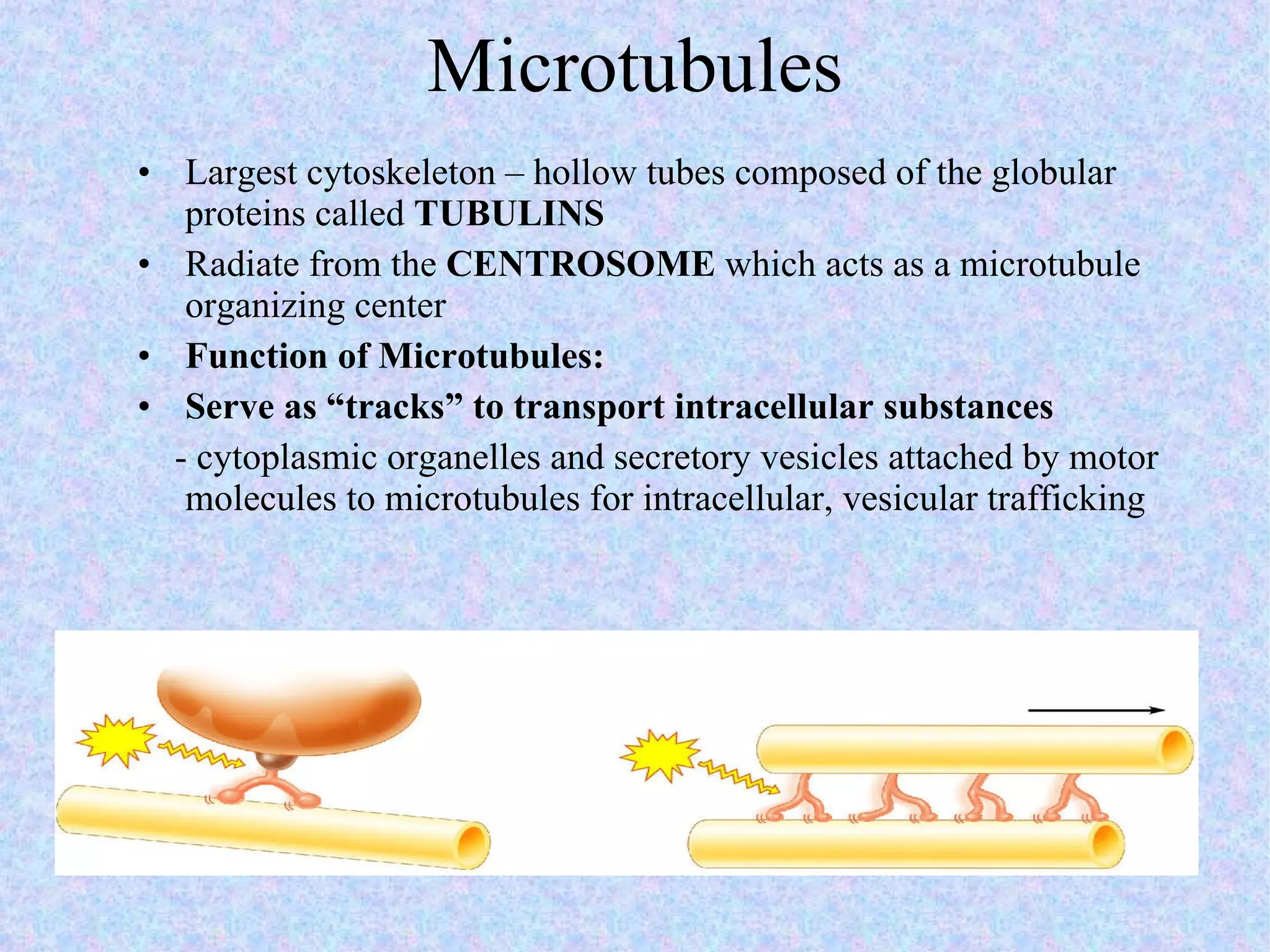 Microtubules Largest cytoskeleton – hollow tubes composed of the globular proteins called  TUBULINS Radiate from the  CENTROSOME  which acts as a microtubule organizing center Function of Microtubules: Serve as “tracks” to transport intracellular substances - cytoplasmic organelles and secretory vesicles attached by motor molecules to microtubules for intracellular, vesicular trafficking  