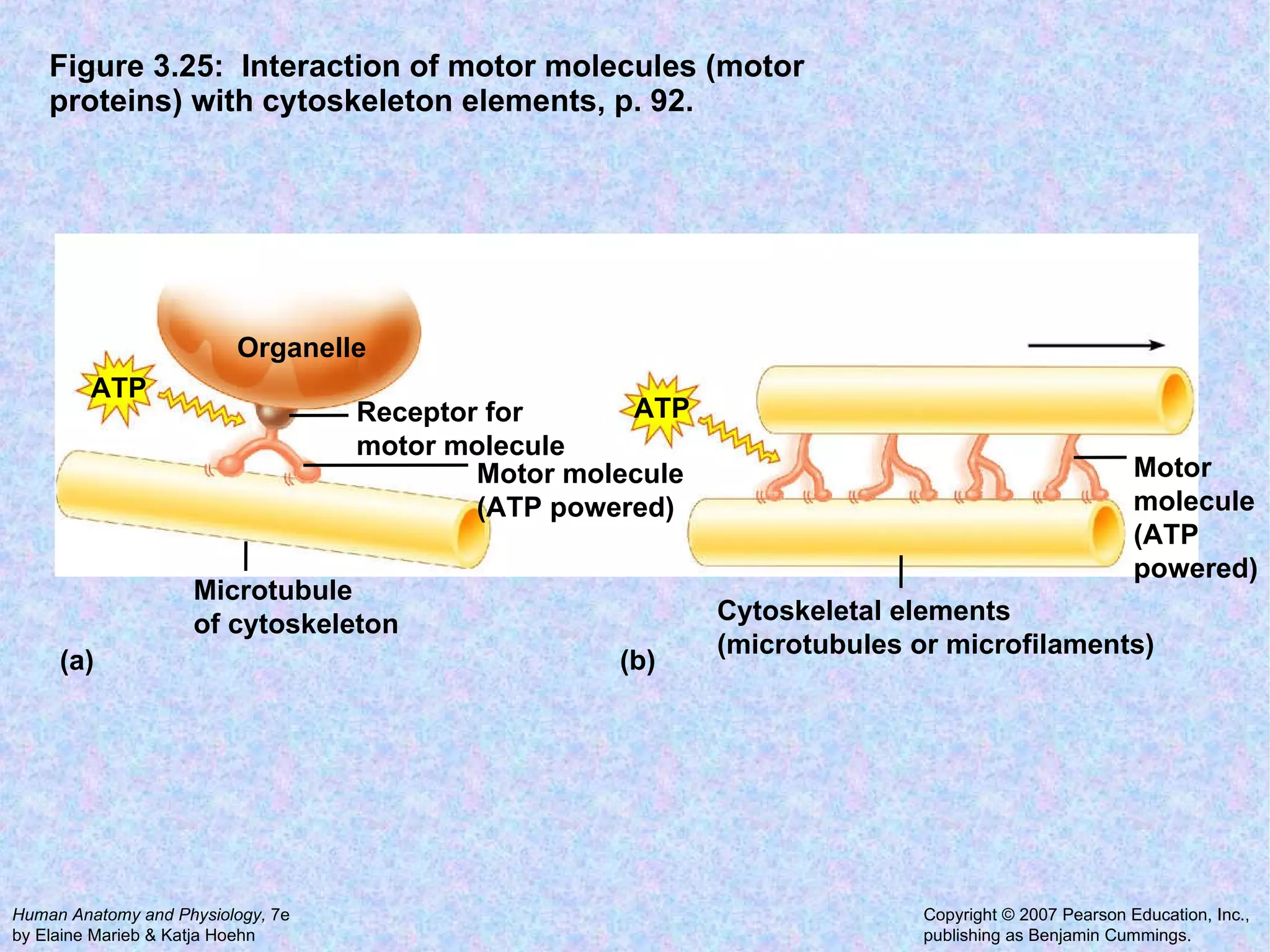 Figure 3.25:  Interaction of motor molecules (motor proteins) with cytoskeleton elements, p. 92. Receptor for motor molecule Microtubule of cytoskeleton Motor molecule (ATP powered) Organelle Cytoskeletal elements (microtubules or microfilaments) Motor molecule (ATP powered)  (a) (b) ATP ATP 
