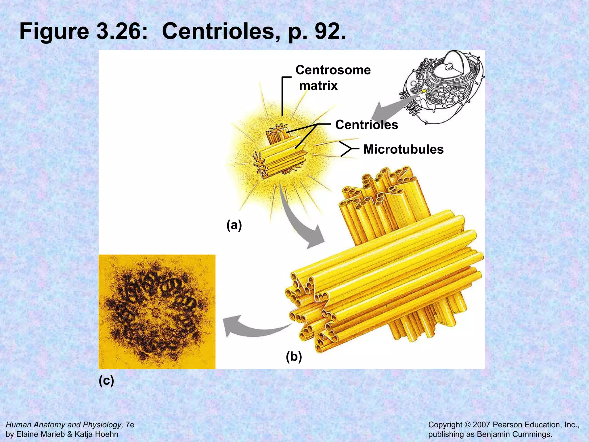 Figure 3.26:  Centrioles, p. 92. Centrosome  matrix Centrioles Microtubules  (a) (b) (c) 