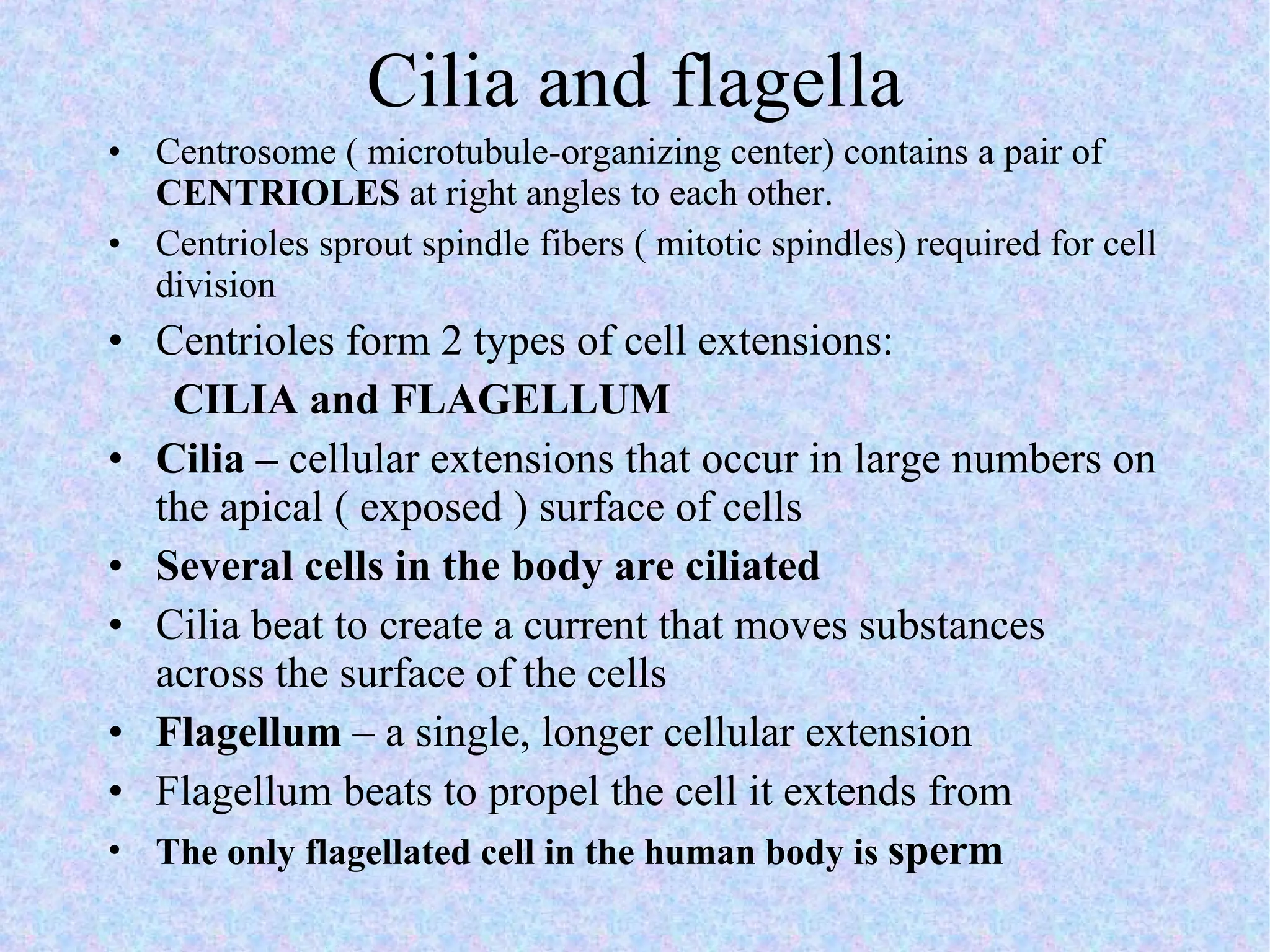 Cilia and flagella Centrosome ( microtubule-organizing center) contains a pair of  CENTRIOLES  at right angles to each other. Centrioles sprout spindle fibers ( mitotic spindles) required for cell division Centrioles form 2 types of cell extensions: CILIA and FLAGELLUM Cilia –  cellular extensions that occur in large numbers on the apical ( exposed ) surface of cells Several cells in the body are ciliated  Cilia beat to create a current that moves substances across the surface of the cells Flagellum  – a single, longer cellular extension Flagellum beats to propel the cell it extends from  The only flagellated cell in the human body is  sperm 
