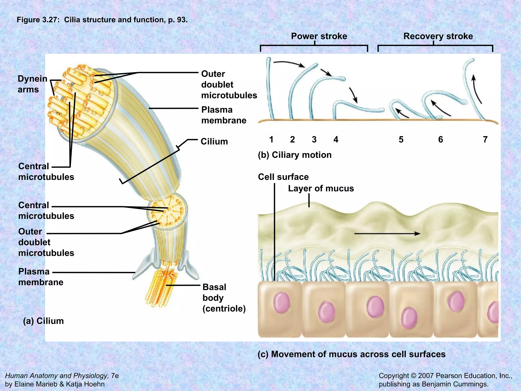 Figure 3.27:  Cilia structure and function, p. 93. Power stroke Layer of mucus Cell surface Recovery stroke Basal body (centriole) Plasma membrane Outer doublet microtubules Central microtubules Central microtubules Dynein arms Outer doublet microtubules Plasma membrane Cilium 1 2 3 5 4 6 7 (b) Ciliary motion (c) Movement of mucus across cell surfaces (a) Cilium 