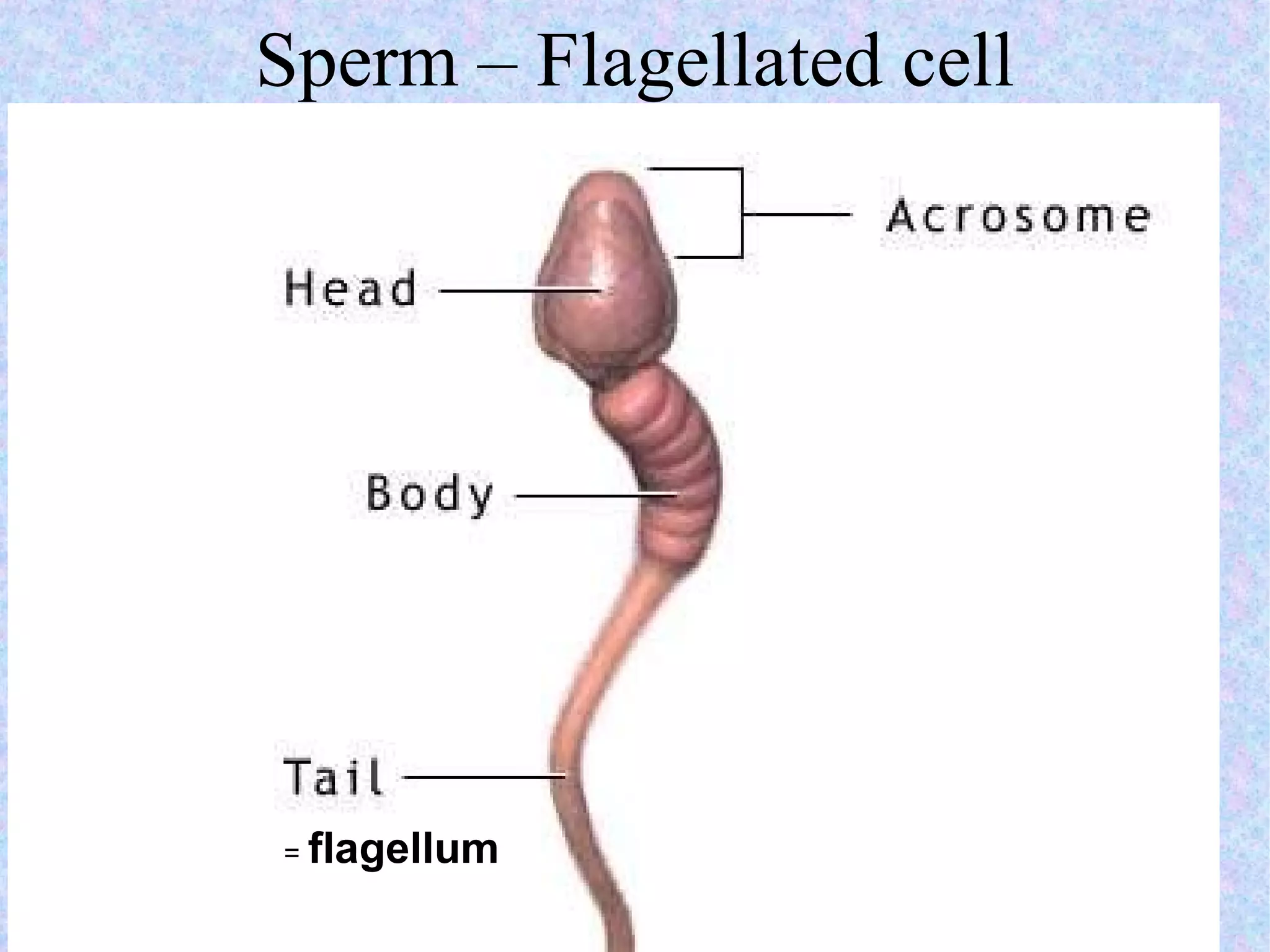 Sperm – Flagellated cell         =  flagellum 