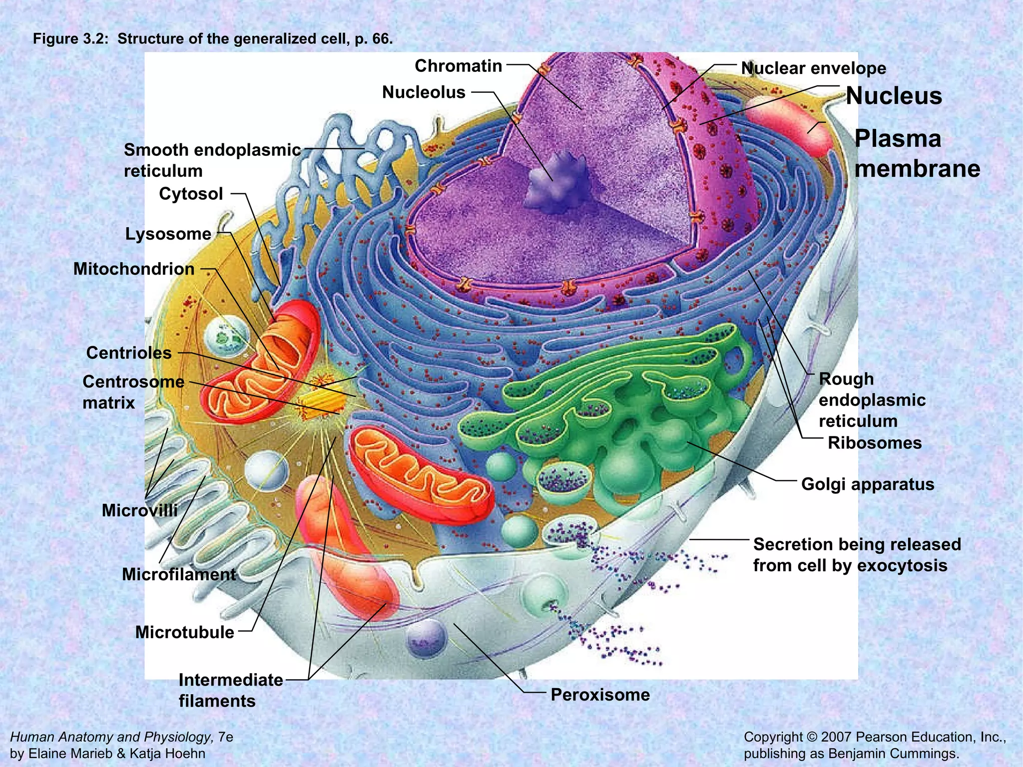 Figure 3.2:  Structure of the generalized cell, p. 66. Secretion being released from cell by exocytosis Peroxisome Ribosomes Rough endoplasmic reticulum Nucleus Nuclear envelope Chromatin Golgi apparatus Nucleolus Smooth endoplasmic reticulum  Cytosol Lysosome Mitochondrion Centrioles Centrosome matrix Microtubule Microvilli Microfilament Intermediate filaments Plasma membrane 