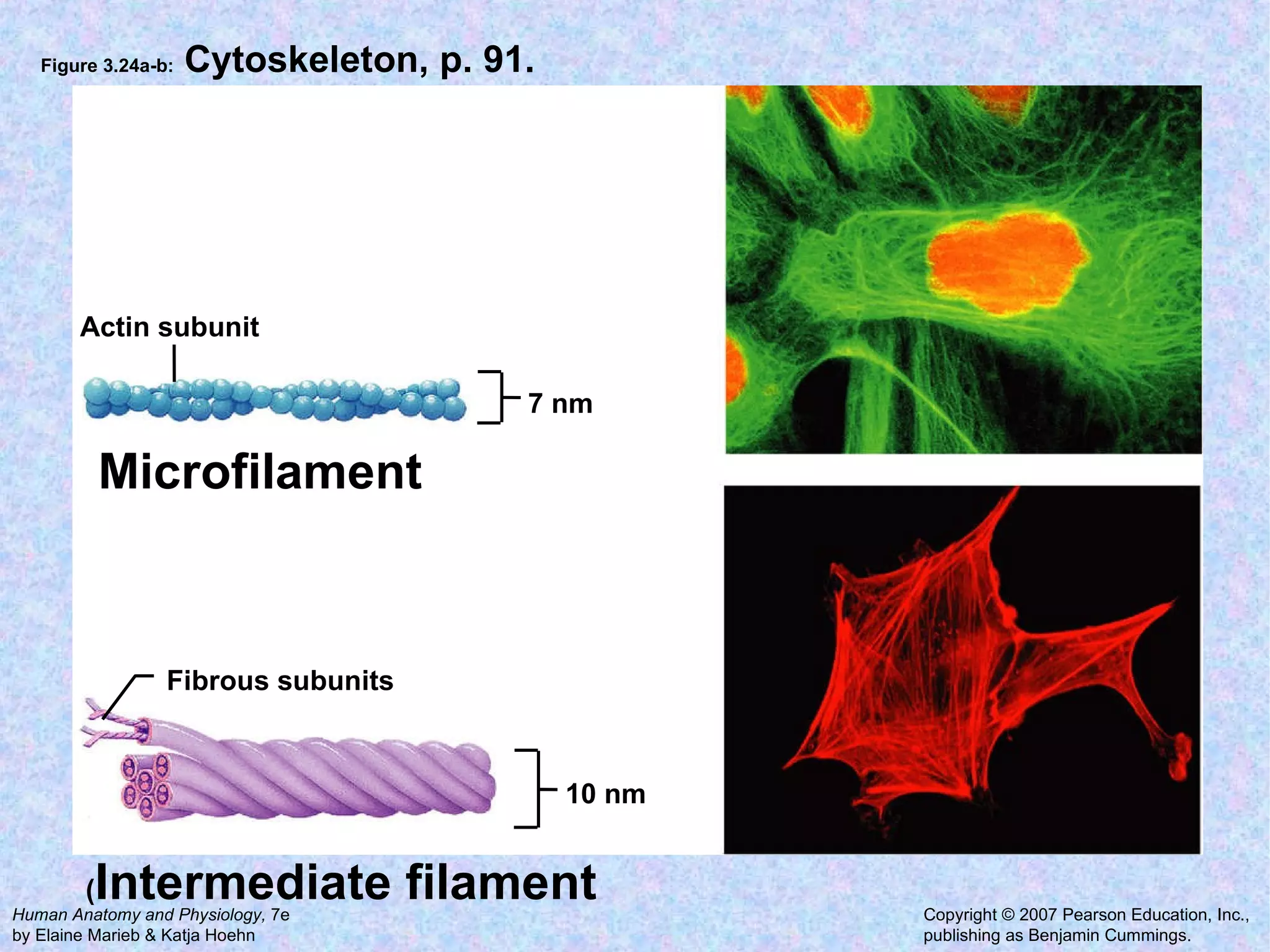 Figure 3.24a-b:  Cytoskeleton, p. 91. Actin subunit 7 nm Fibrous subunits 10 nm Microfilament ( Intermediate filament 