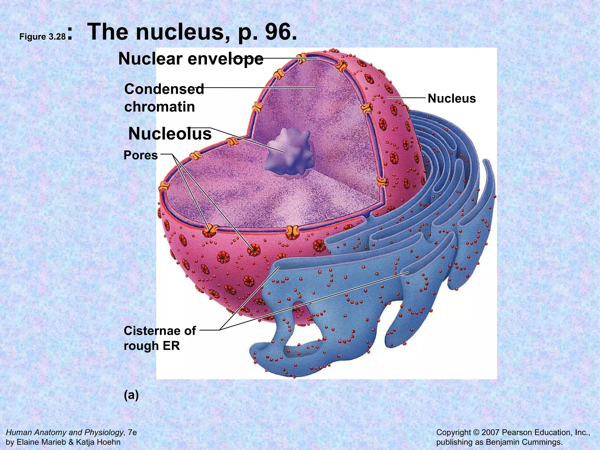 Figure 3.28 :  The nucleus, p. 96. Condensed  chromatin Nuclear envelope Nucleus Nucleolus Pores (a) Cisternae of  rough ER 